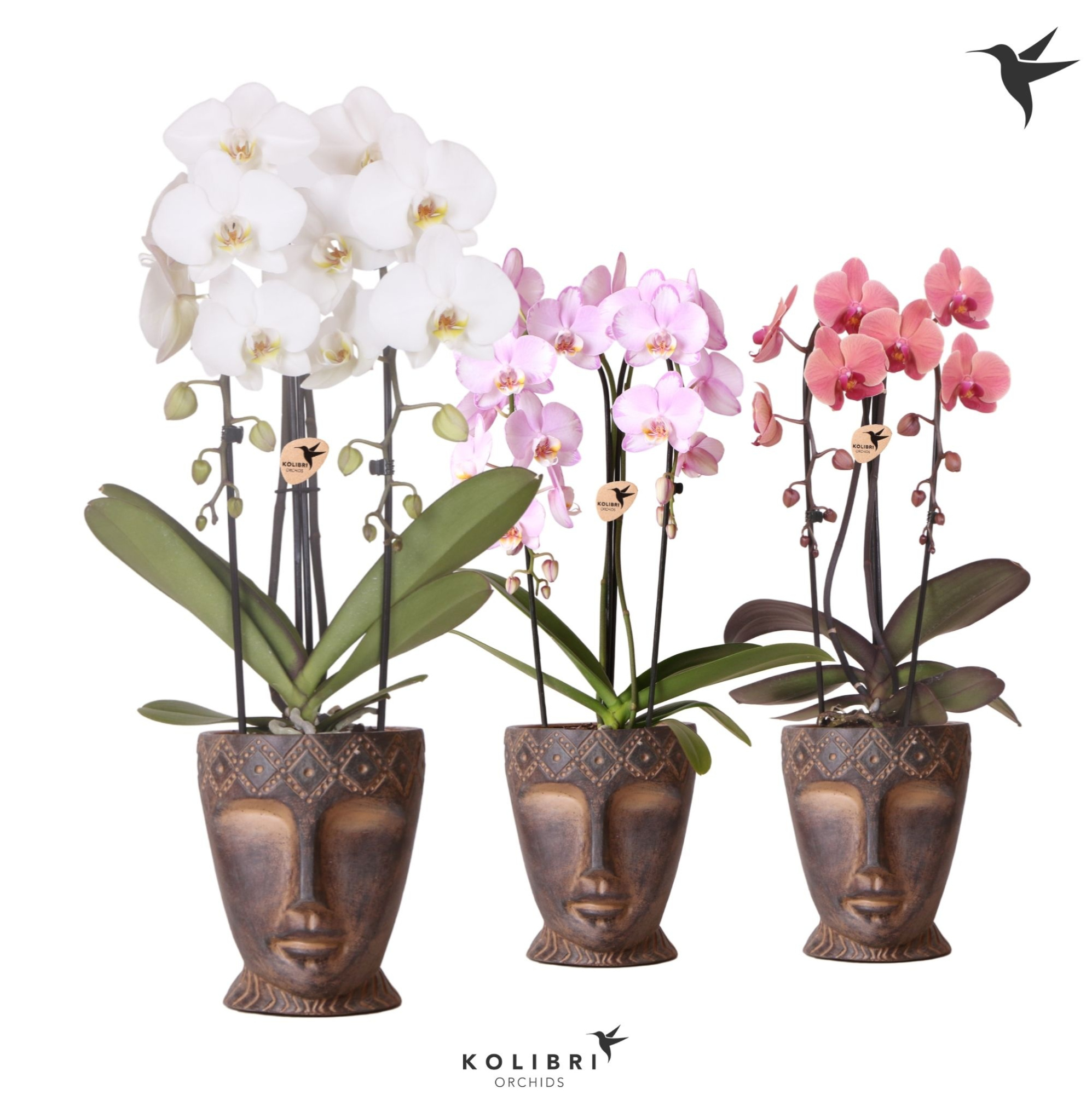 Kolibri Orchids Cascade Niagara Fall mix 2 spike in Totem Mask pot, D 12 cm