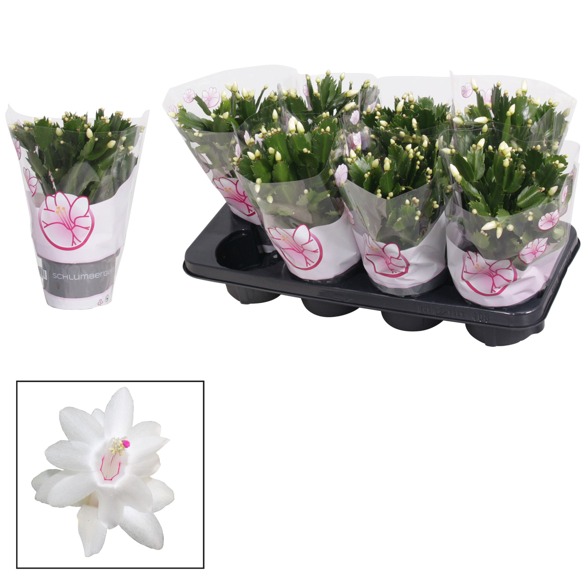 Schlumbergera - 13 cm - White (Malissa), D 13 cm