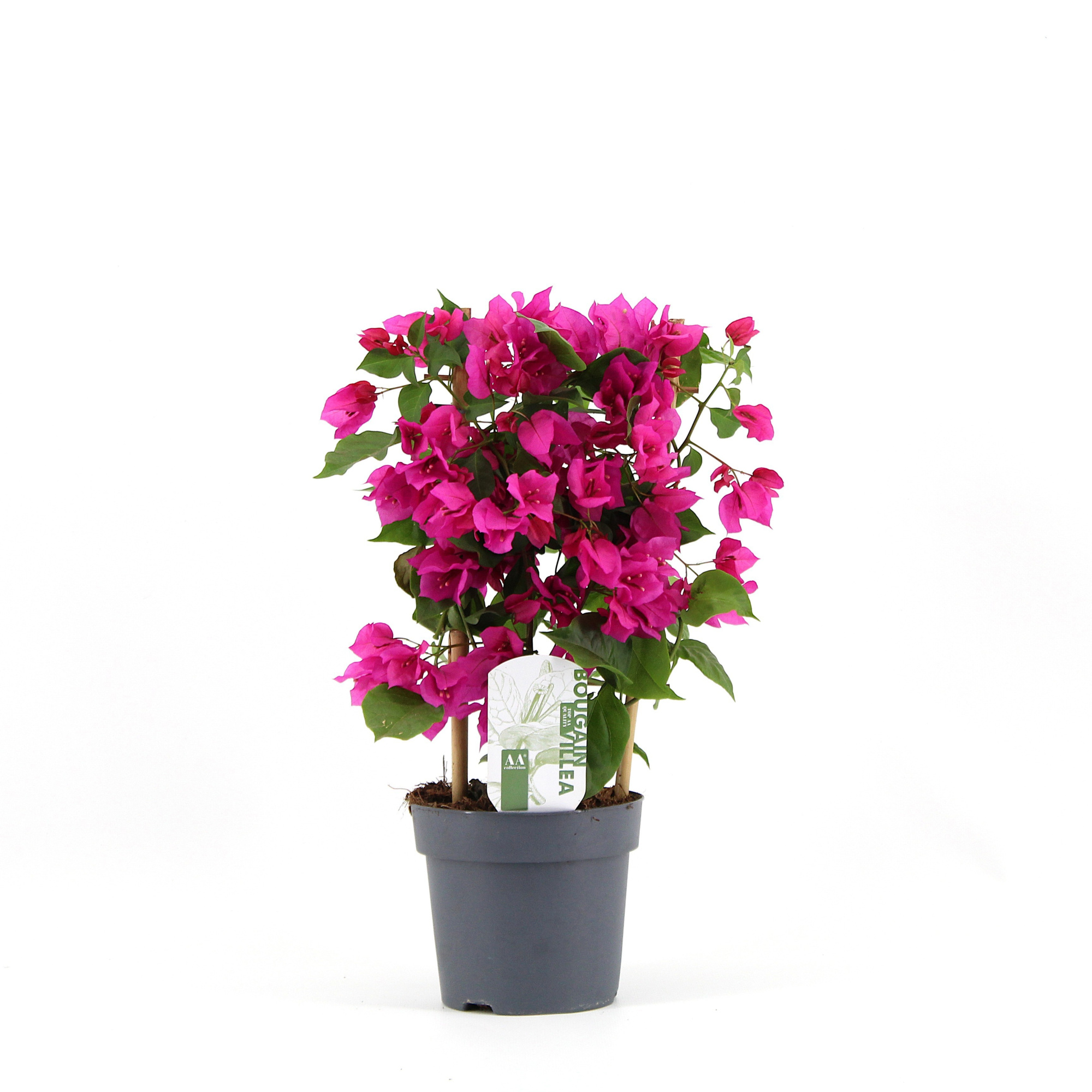 Bougainvillea 'Sanderiana' op rek paars, D 14