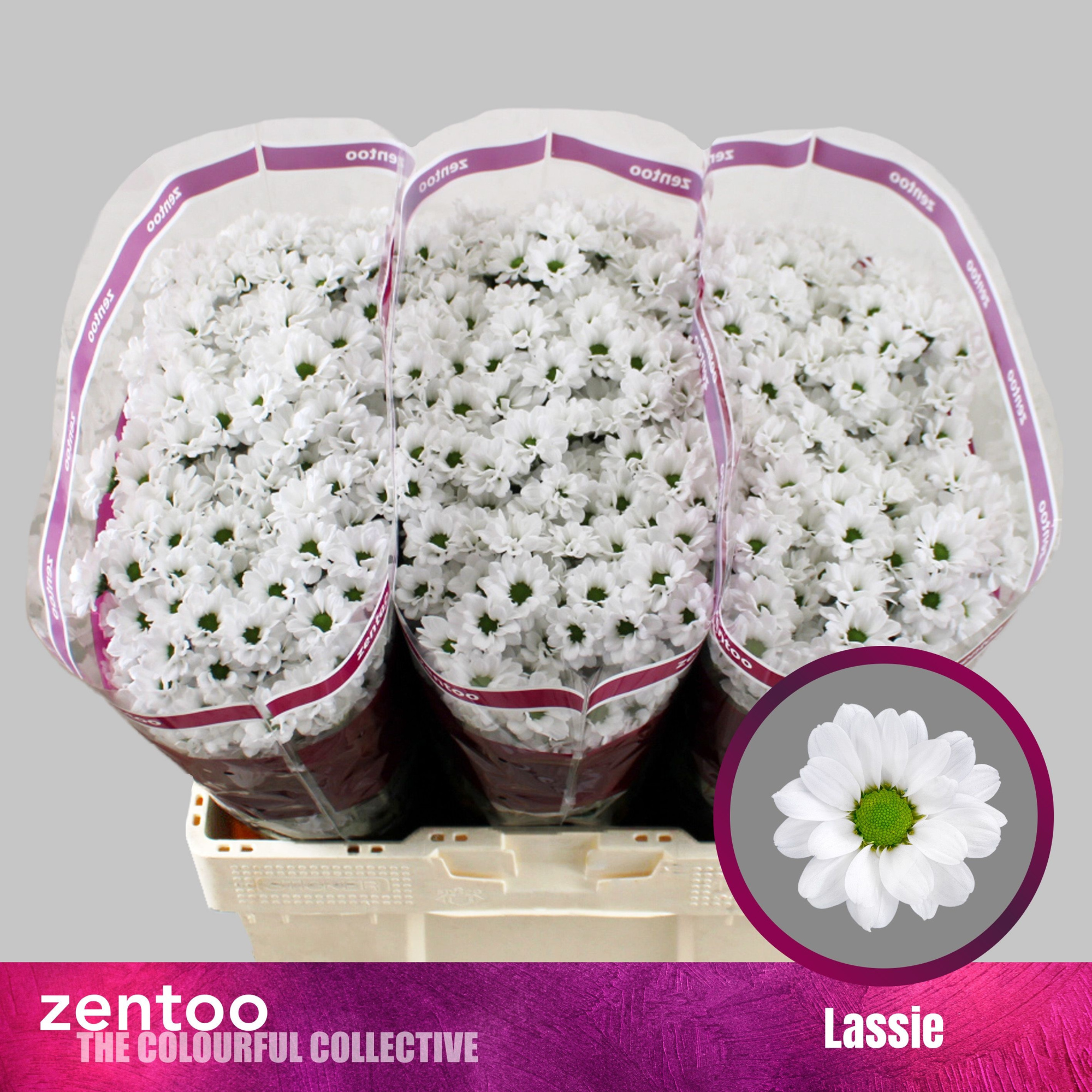 Сантини Ласси (бел.), шт.