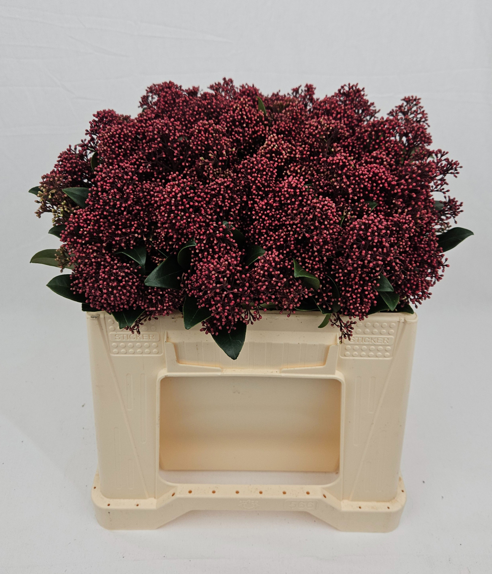 Скимия Рубелла за пучок 35, пуч.