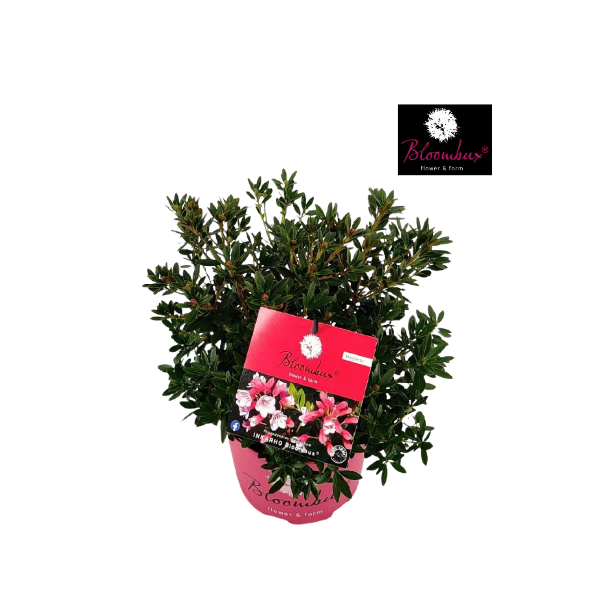 Rhododendron 20 - 30/2 liter 'Bloombux Magenta', D 17 cm