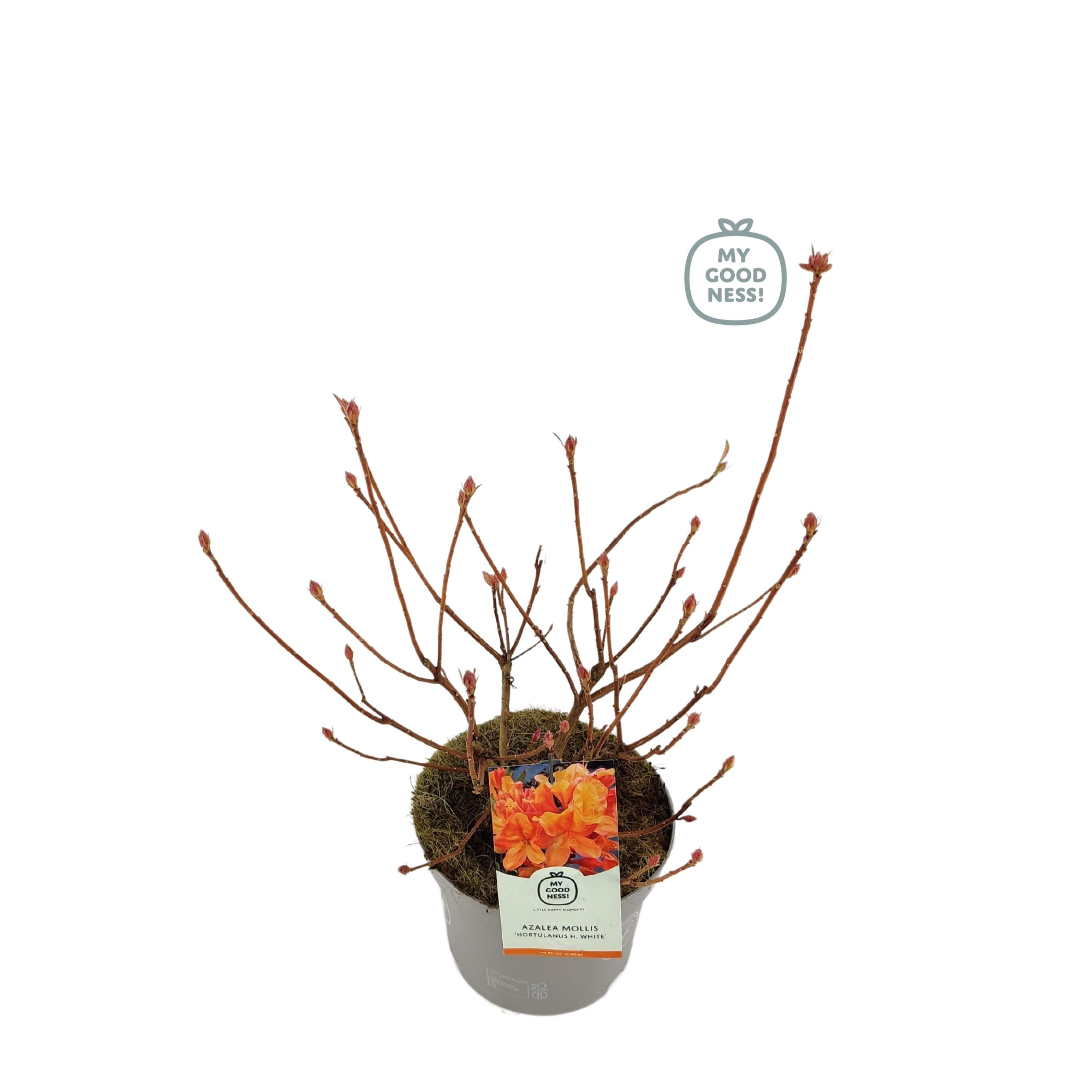 Azalea Mollis 40 /C5 'Hortulanus H. White', D 23