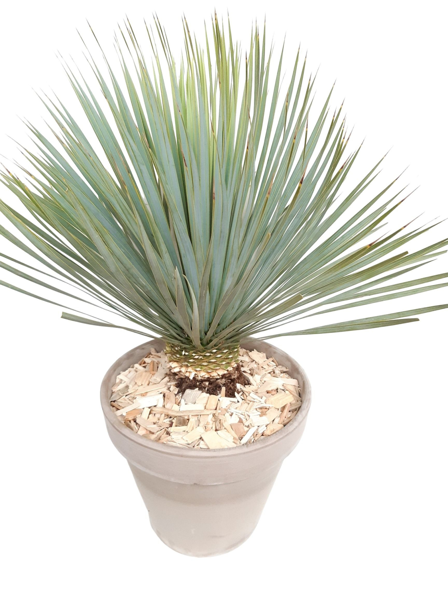 BLP35YR Yucca Rostrata op stam D35cm Terraspot, D 35 cm