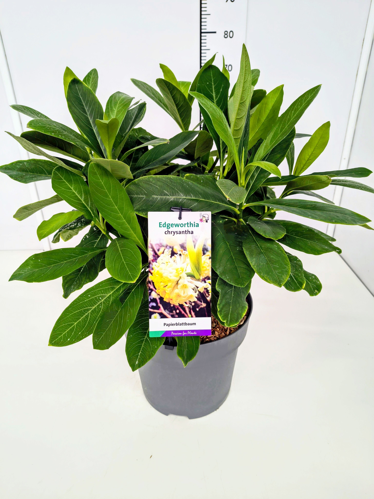 Edgeworthia chrysantha KN50-60C12, D 28 cm