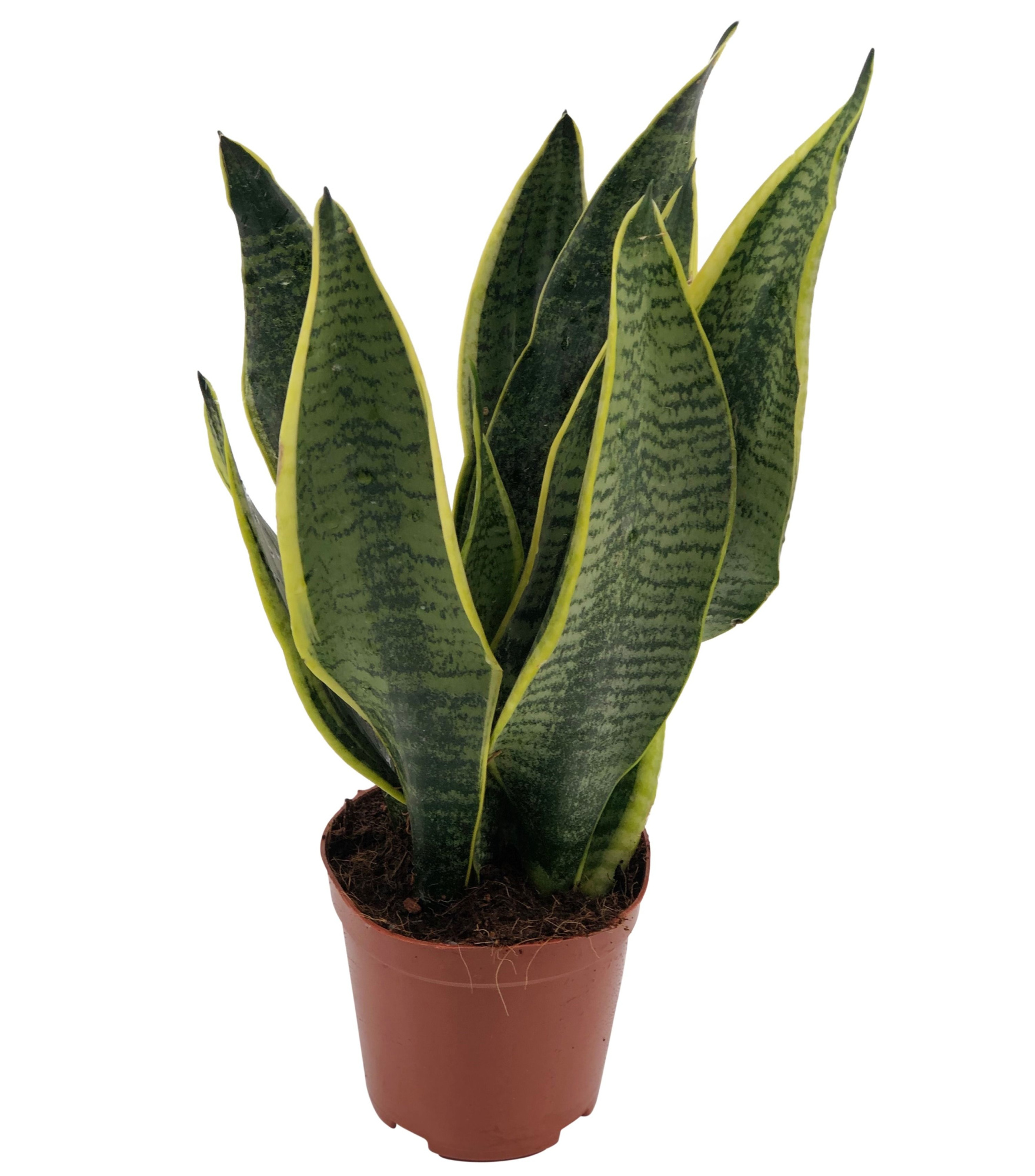 Sansevieria Superba 2pp 35-40cm, D 12