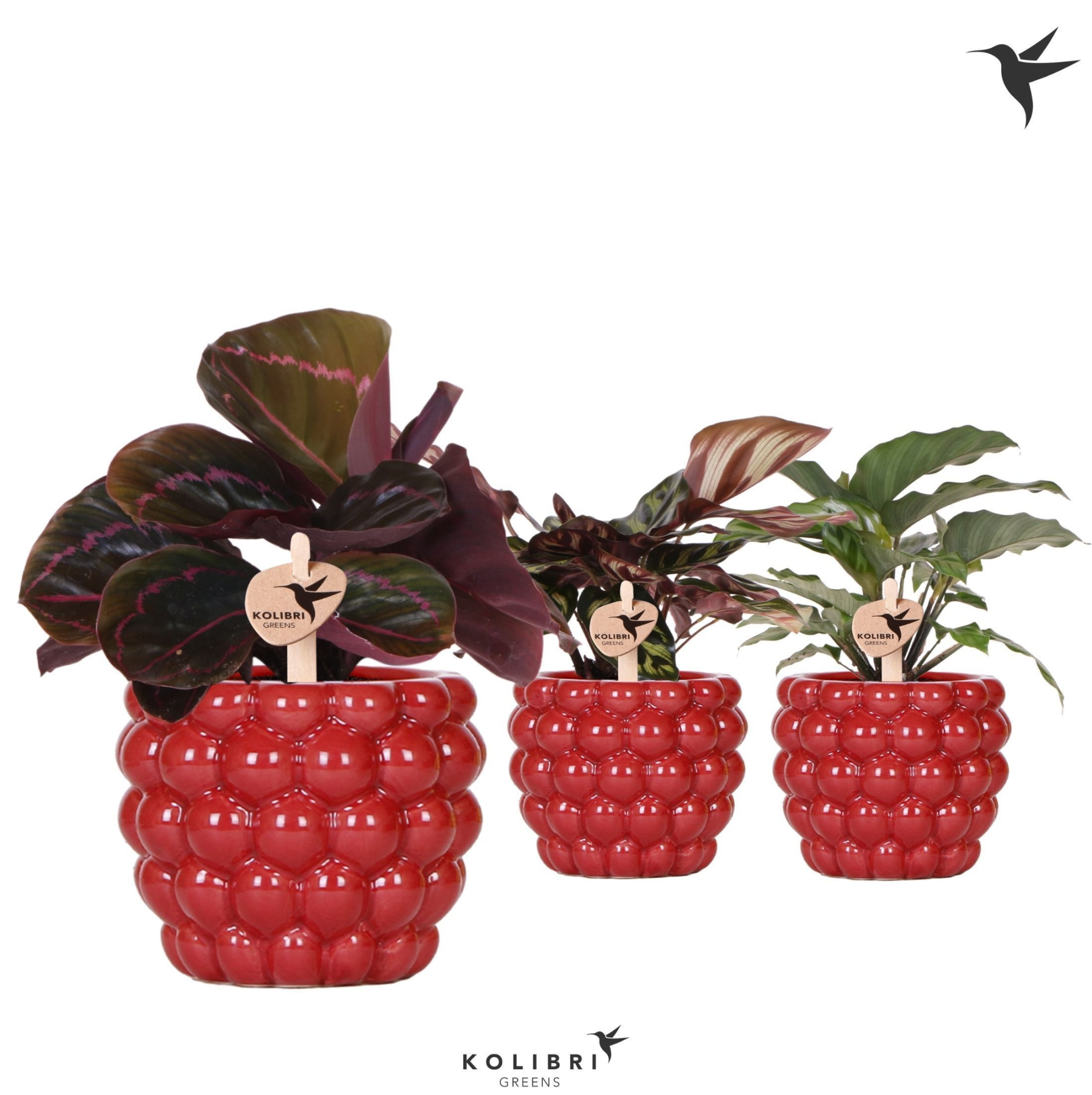 Kolibri Greens Calathea mix in Berry pot, D 9 cm