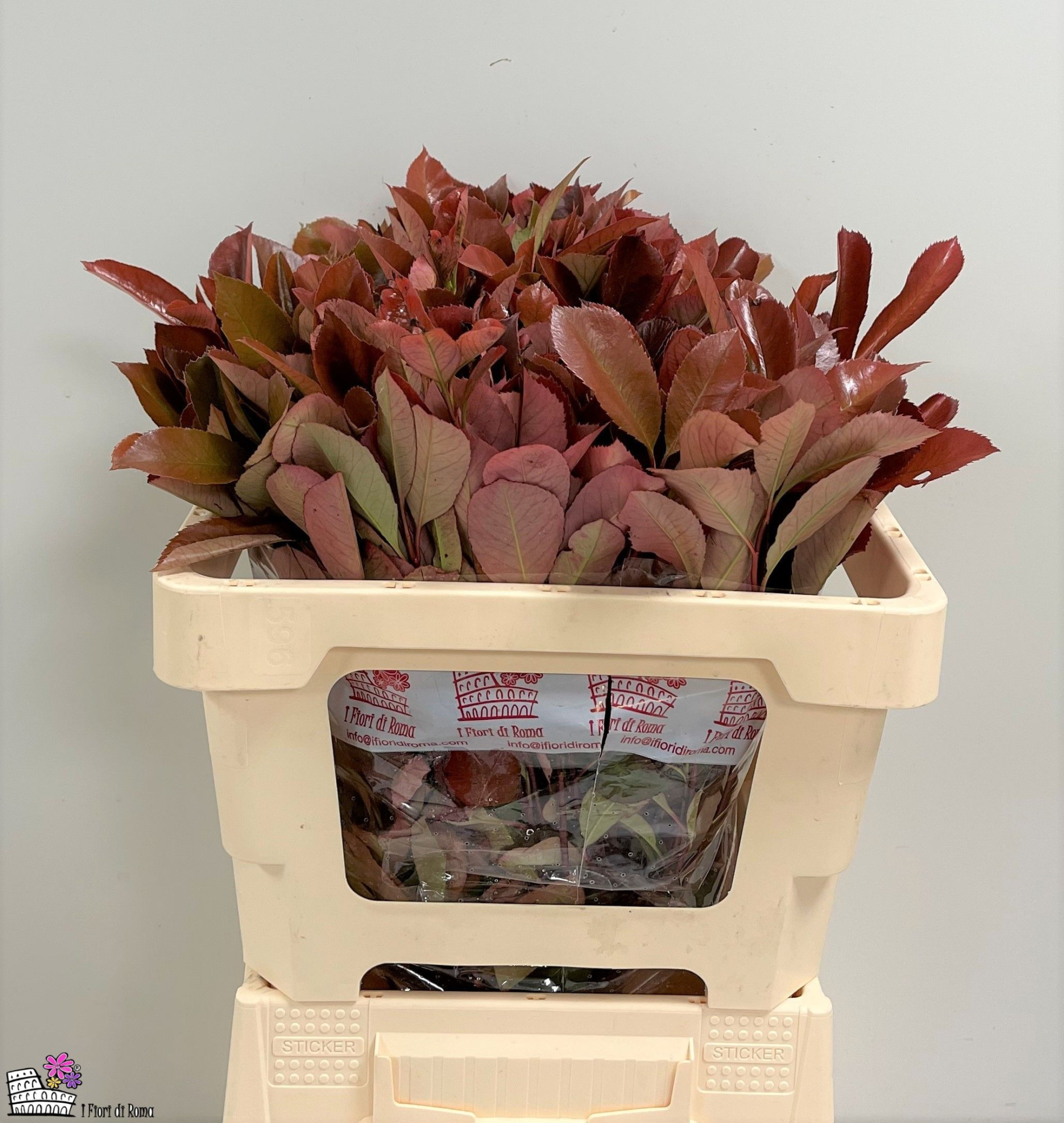 Фотиния Рэд Робин 50, шт.