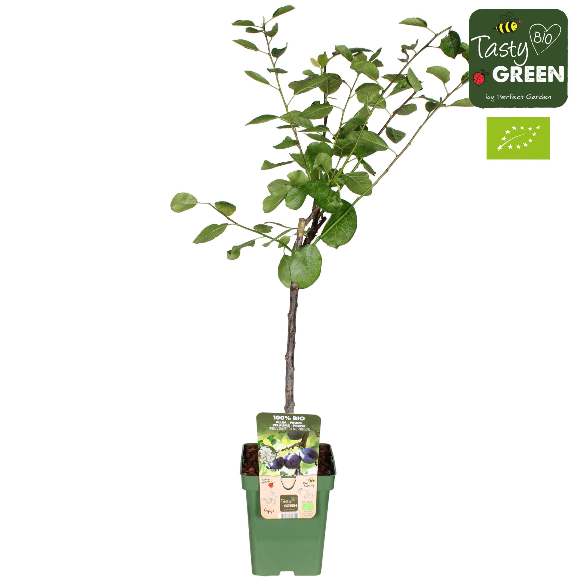 Prunus domestica Hauszwetsche Bio P23, D 23 cm