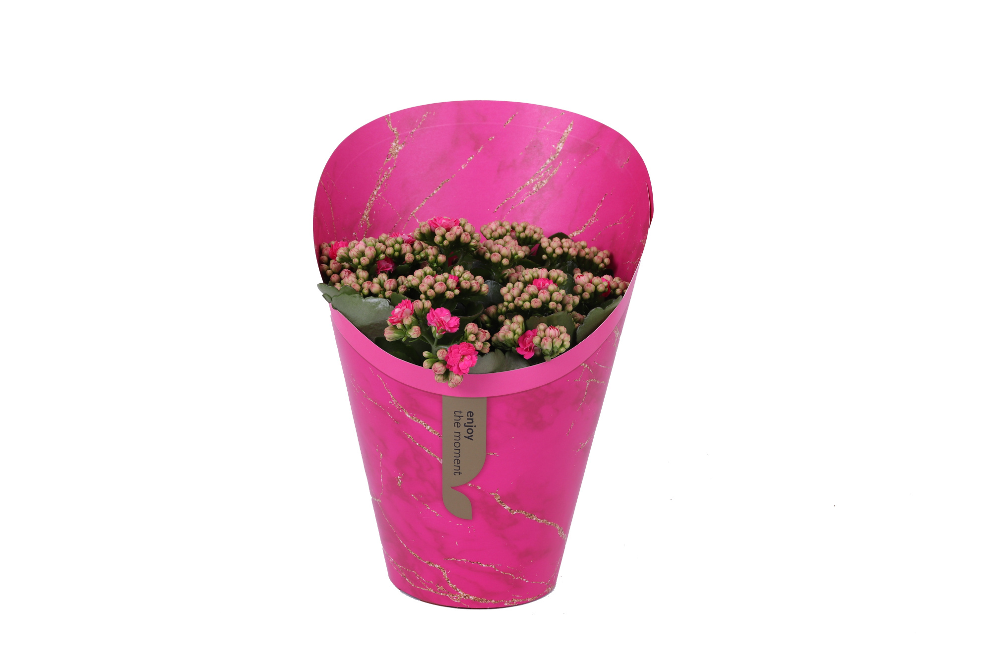 KP-894.1 RZ - Kalanchoe Rosalina Roze 15cm in Gifts cover, D 15 cm