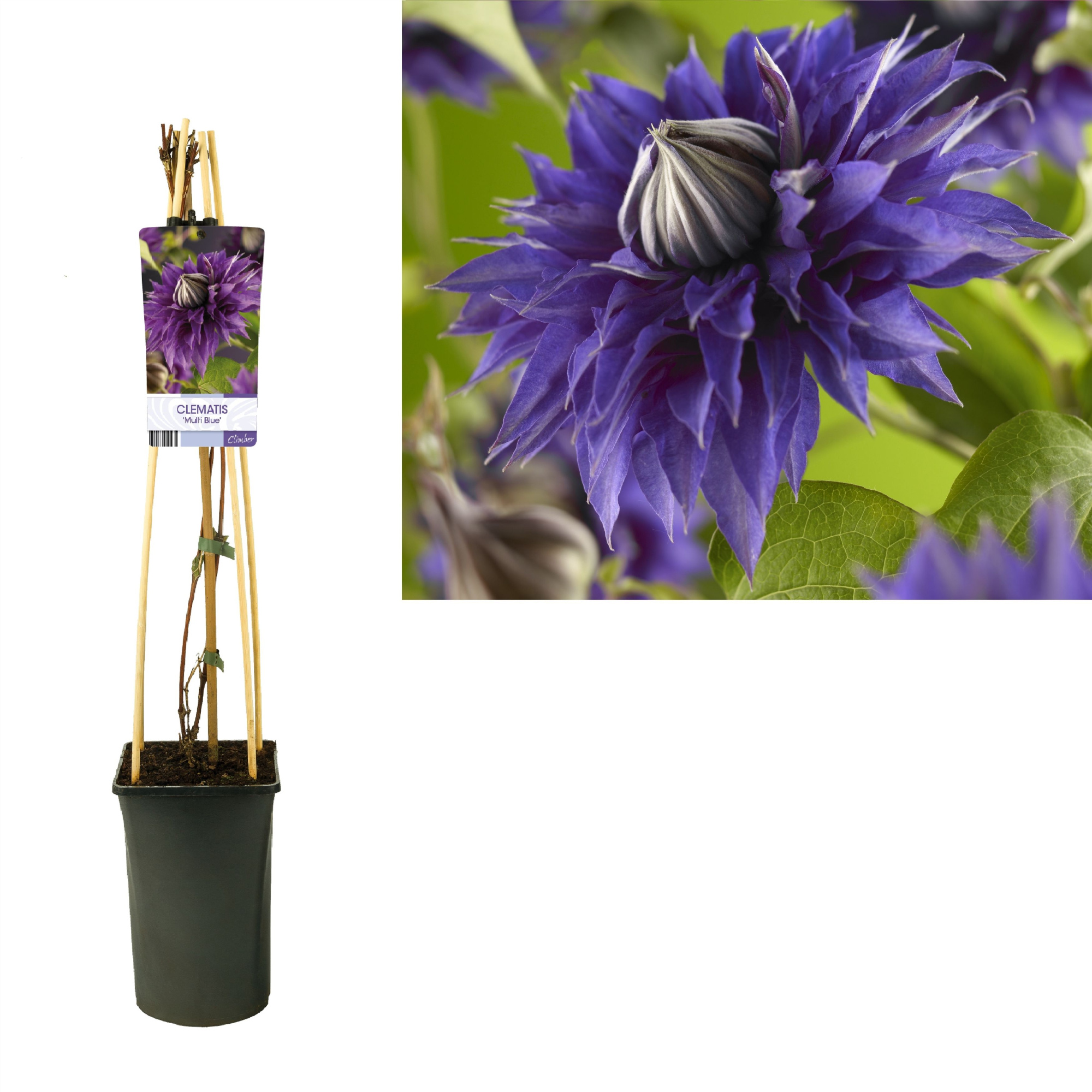 Clematis 'Multi Blue' +light label, D 17 cm
