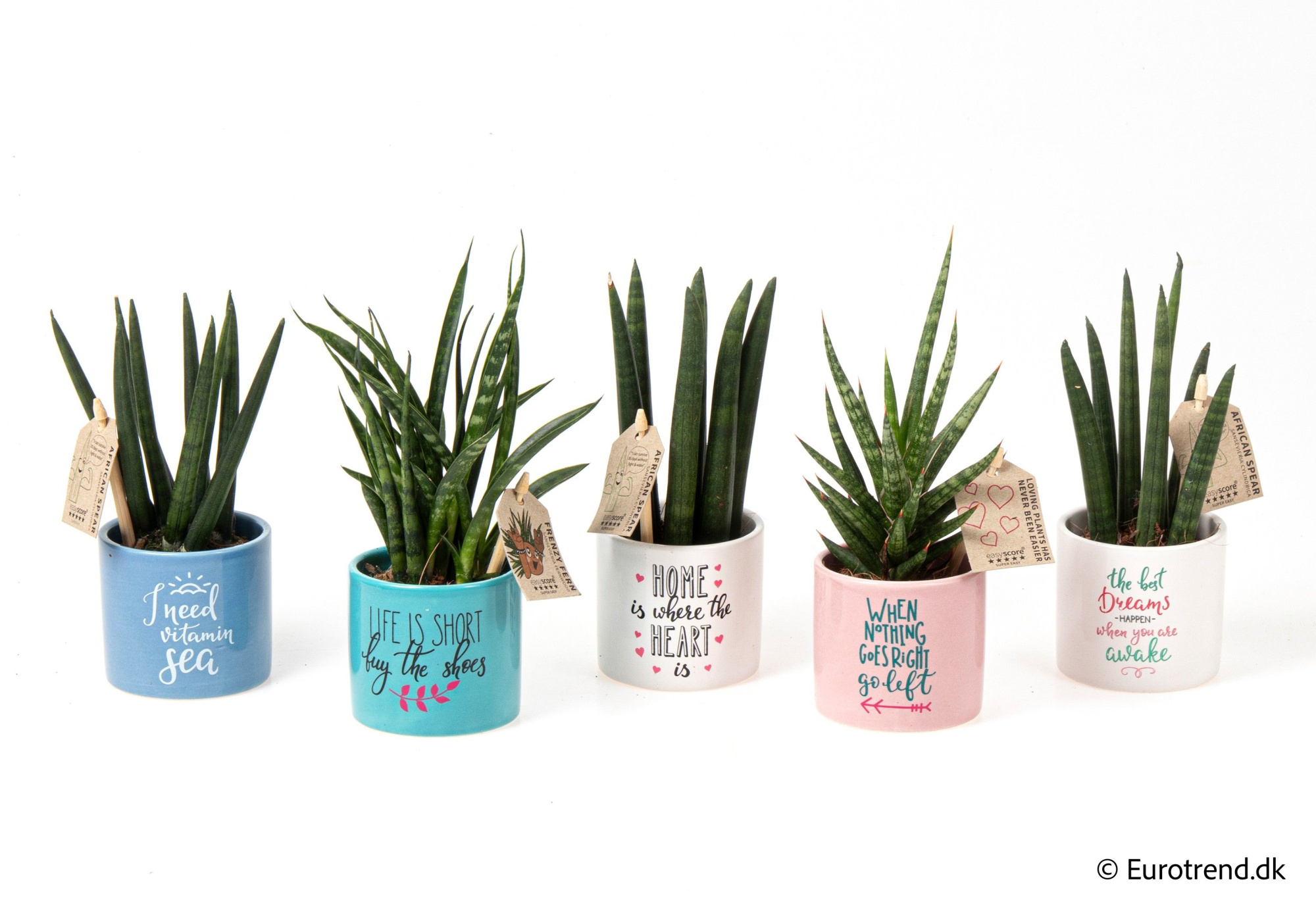 Sansevieria mix in ceramic - Spring, Summer &Autumn 2025, D 6 cm