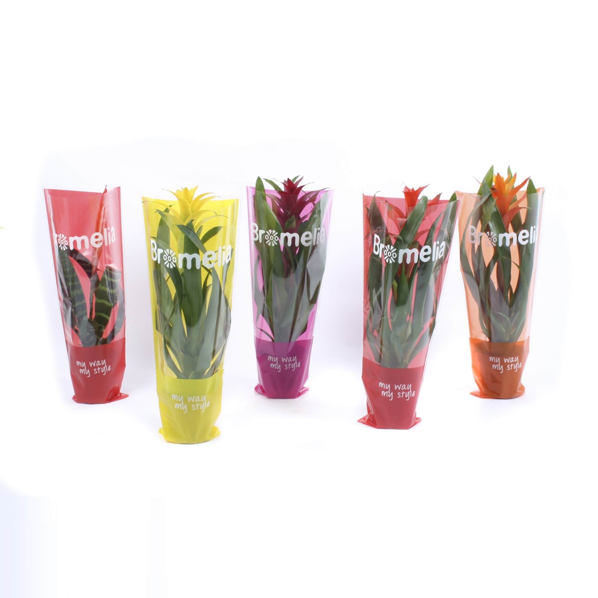 Bromelia Original mix in vensterhoes, D 12 cm