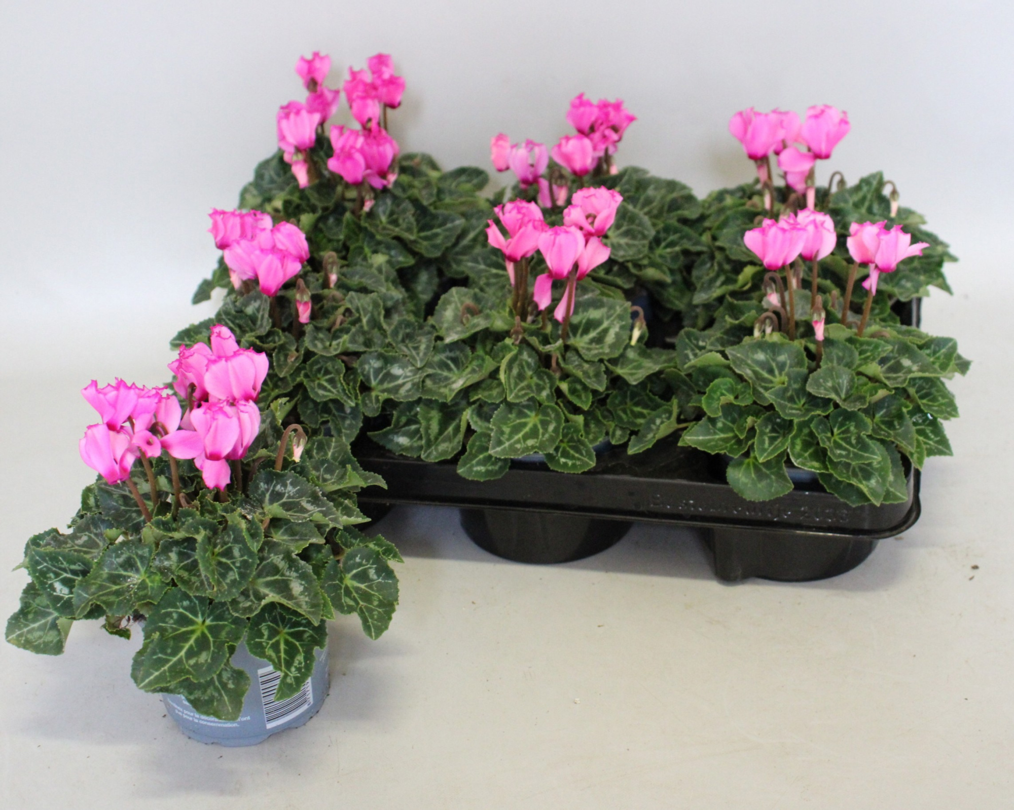 Cyclamen Super Serie 10,5 cm Victoria Pink, D 10,5 cm