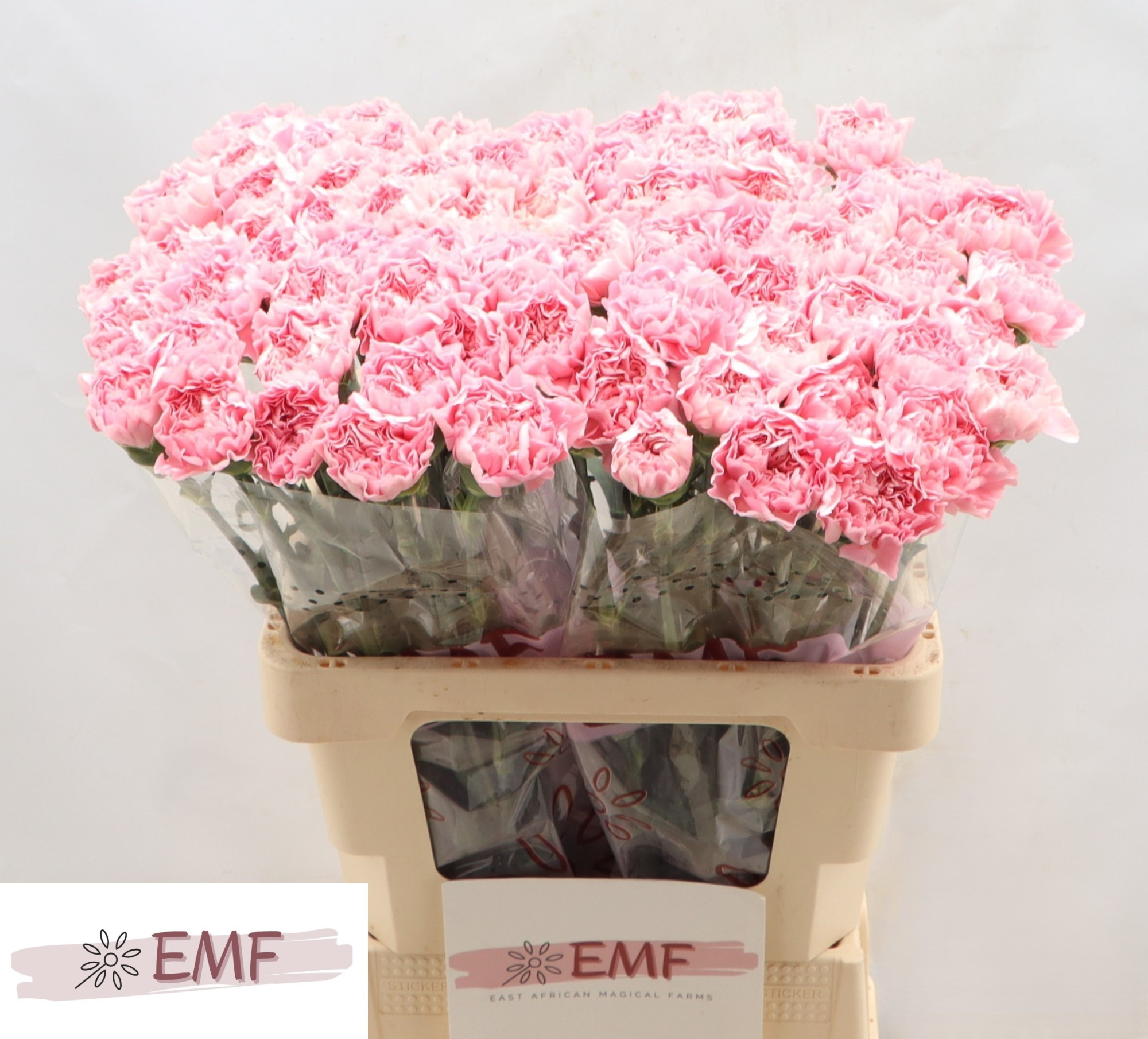 Диантус од. Джулия, шт.