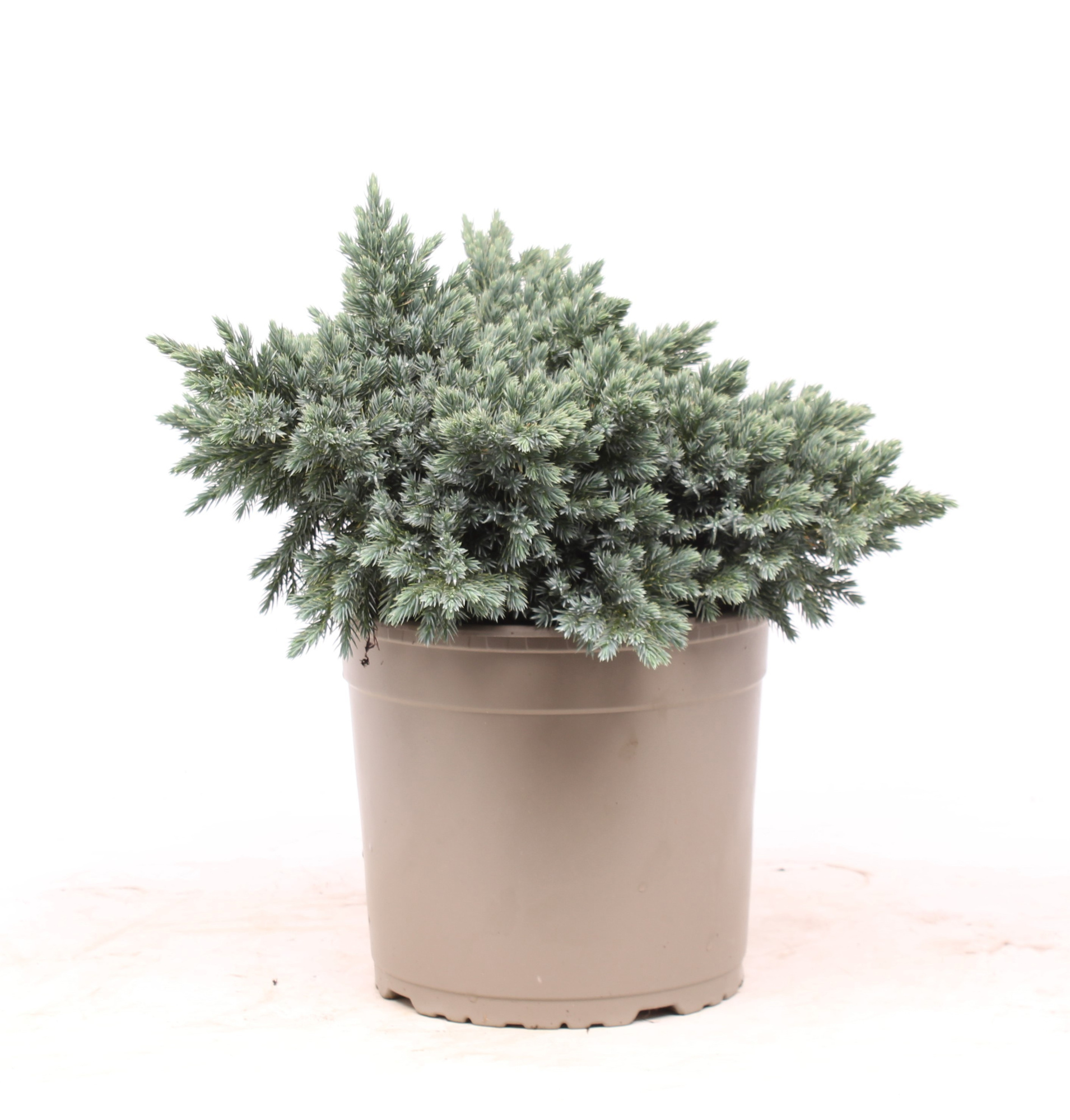 Juniperus squamata 'Blue Star', D 23 cm