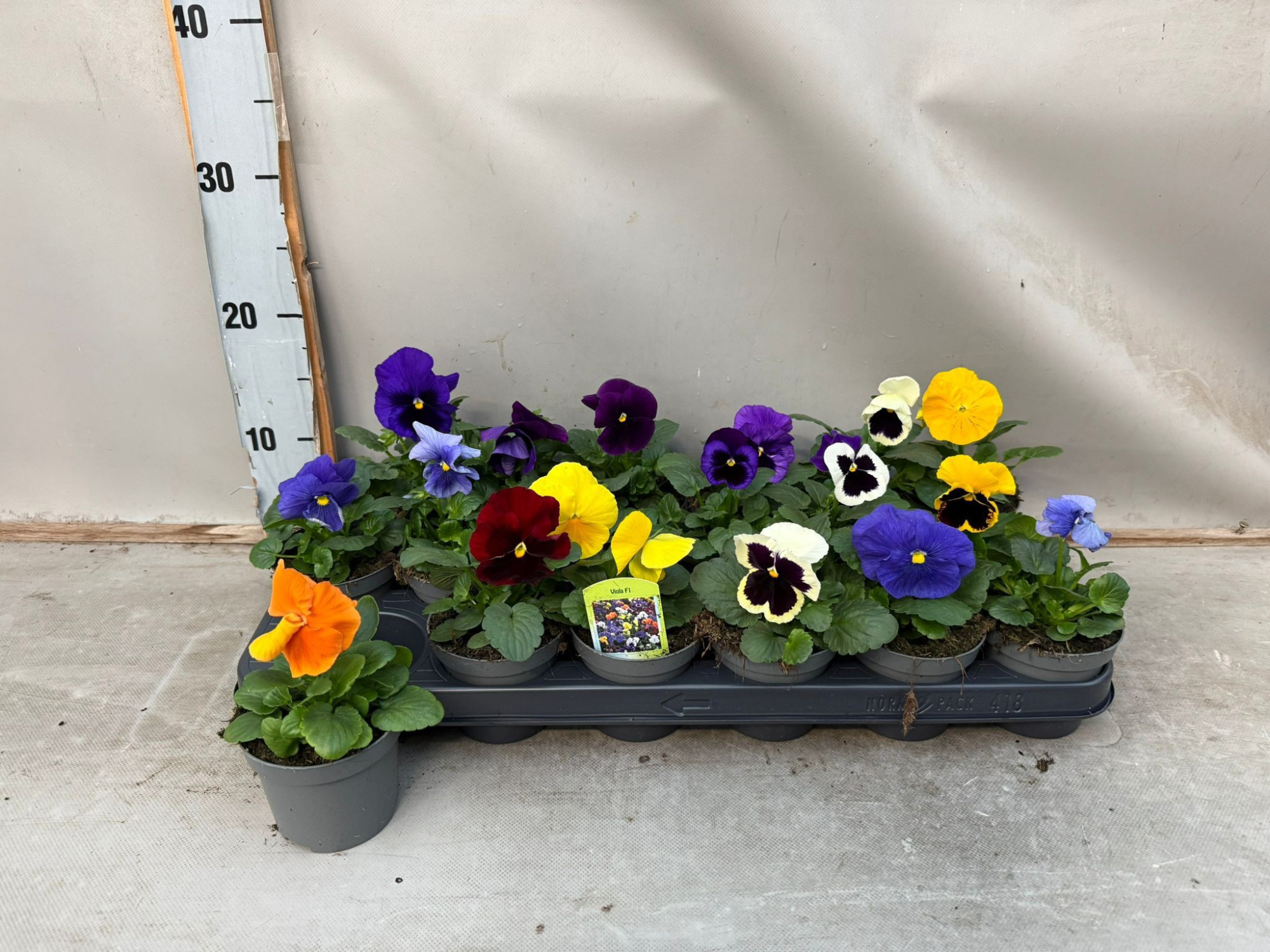 Viool F1 mix, D 9 cm