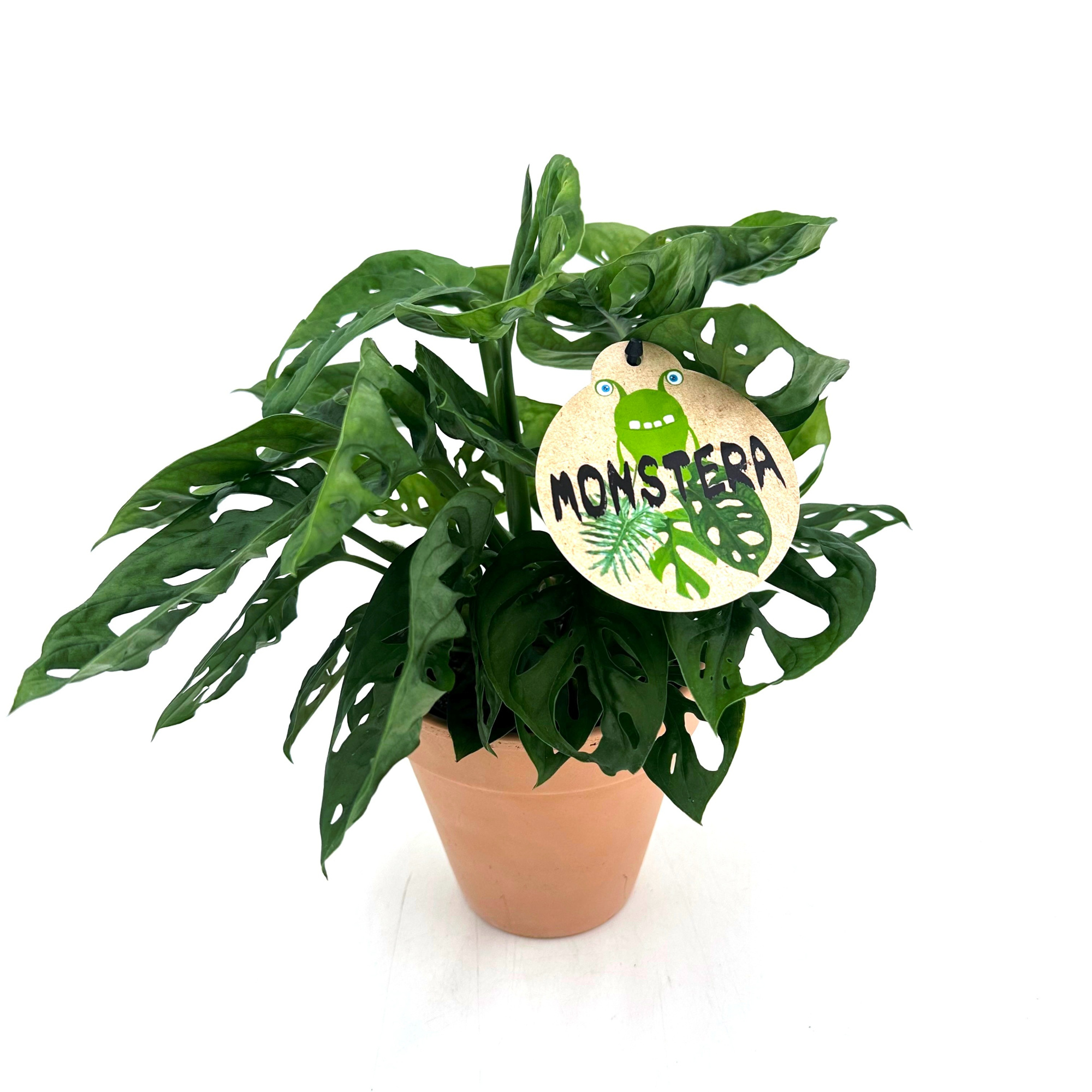 Monstera Obliqua Compakt w/claypot, D 13 cm