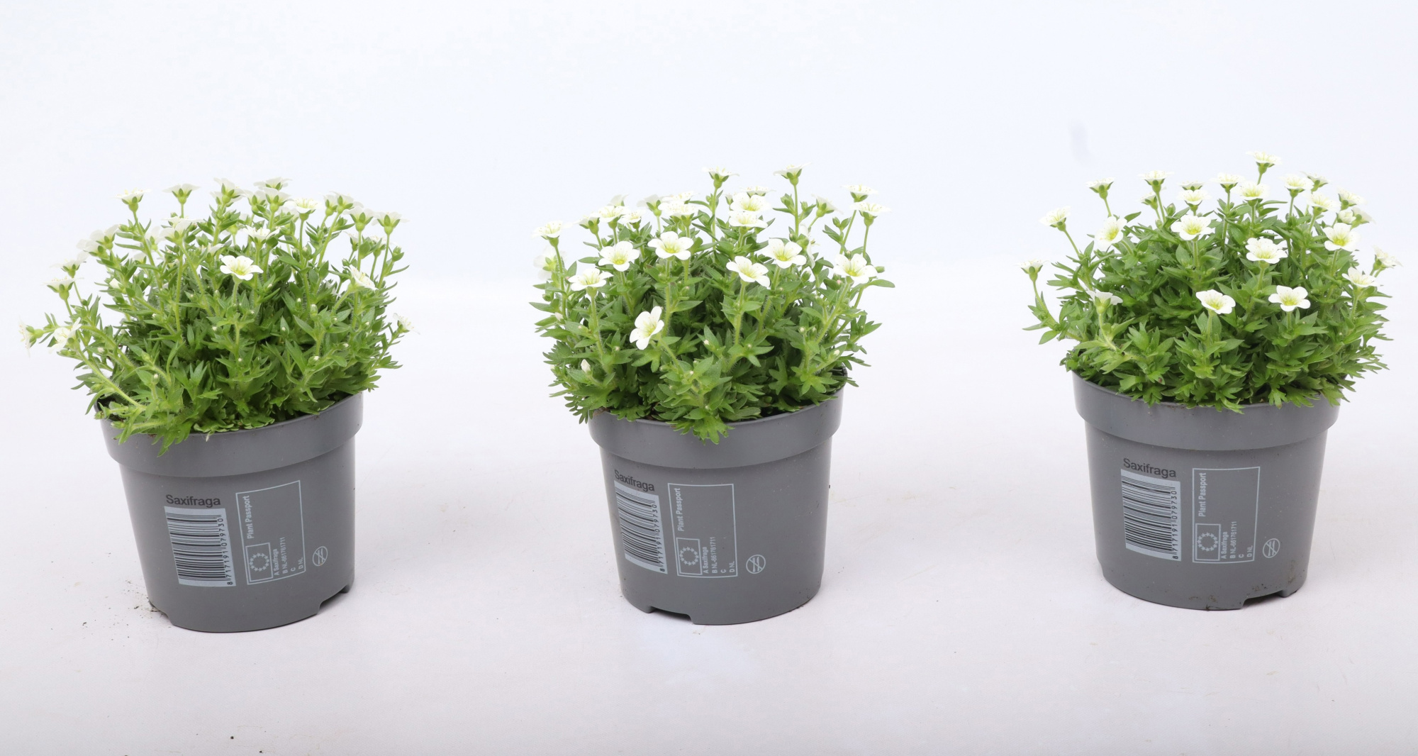 Saxifraga Saxony White, D 12