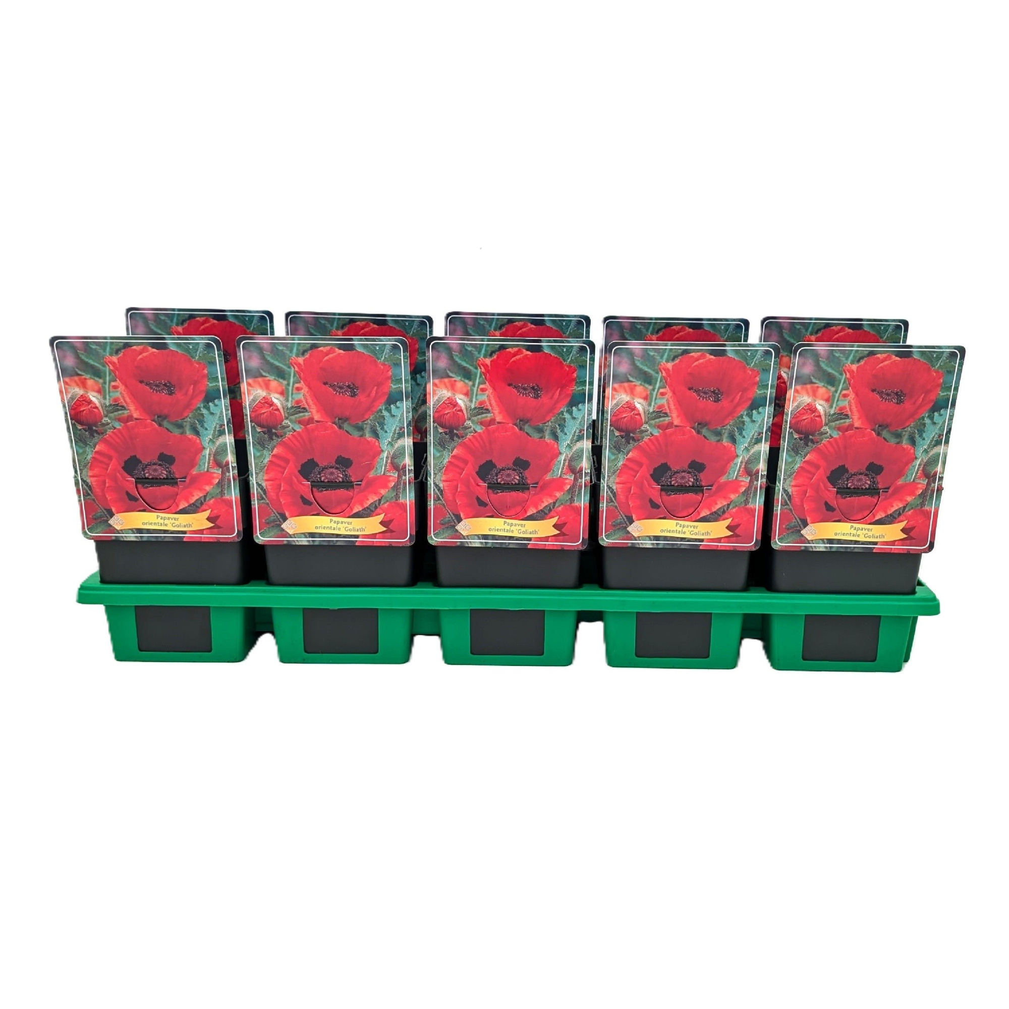 Papaver 'Goliath' P11, D 11