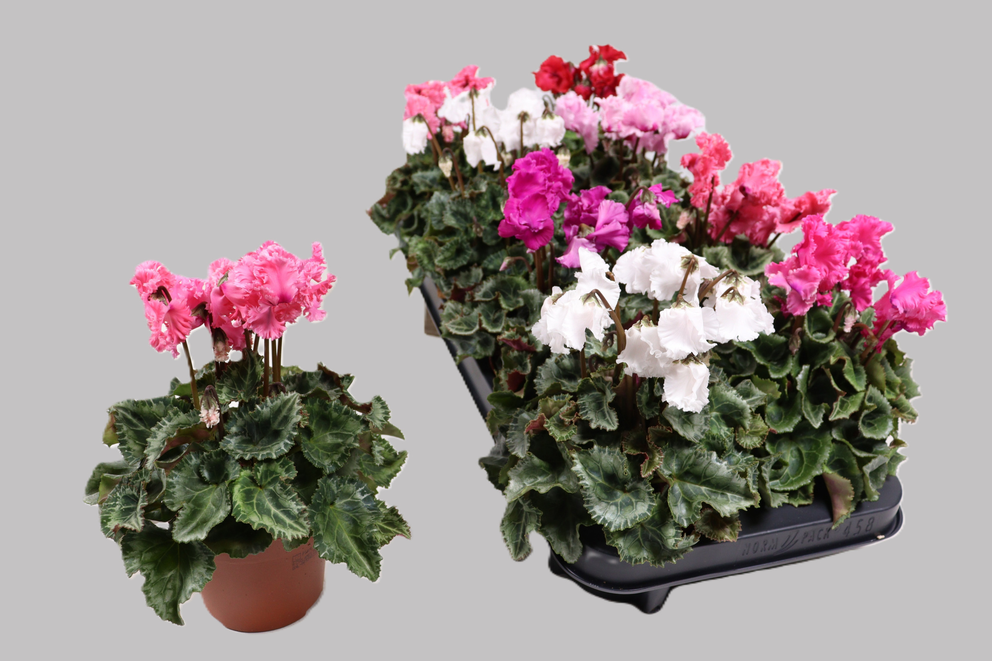 Cyclamen Crispino, D 10,5 cm