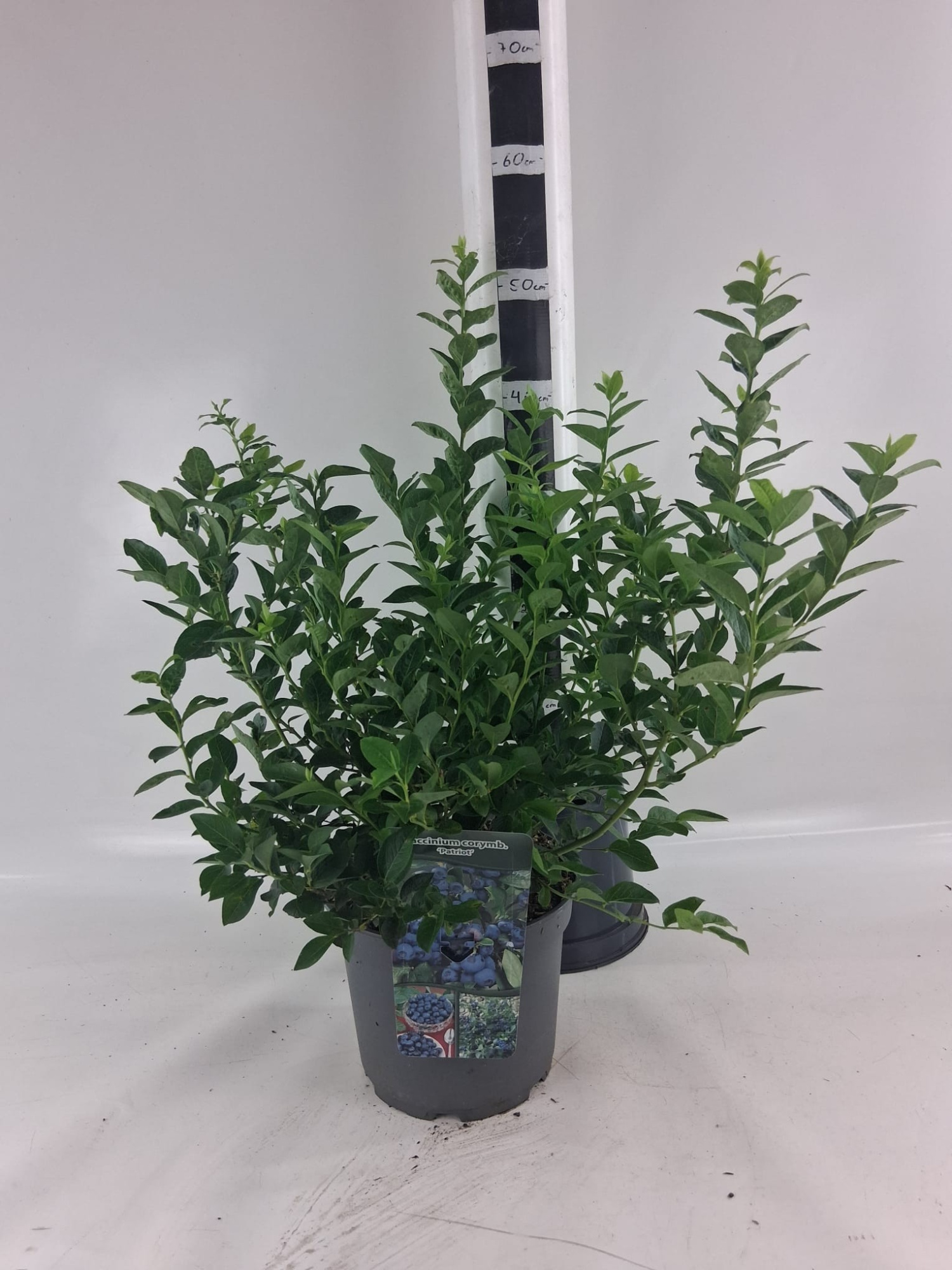 Vaccinium cor. 'Patriot', D 23 cm