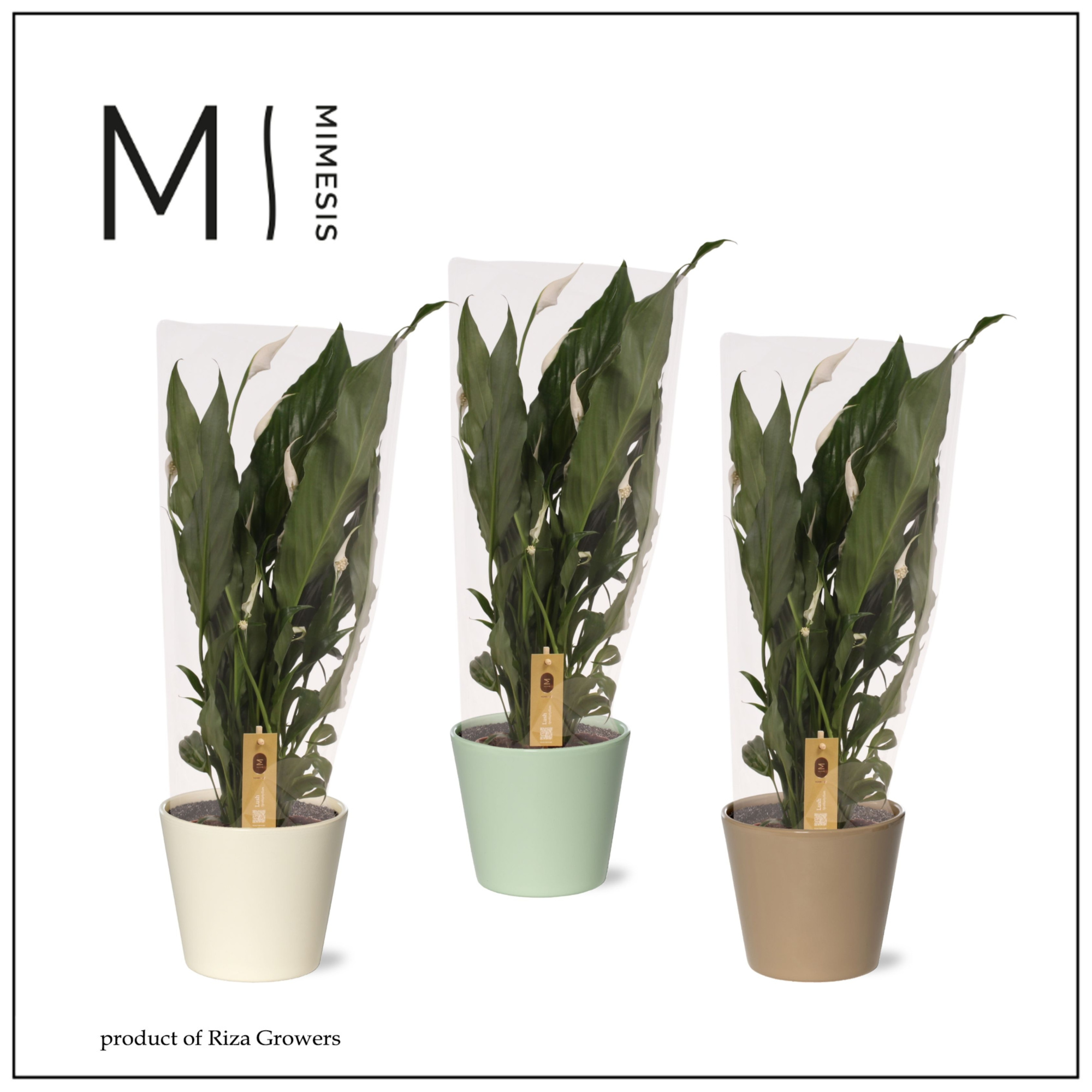 Spathiphyllum Sweet Benito - 13cm in Amanda | Mimesis, D 13