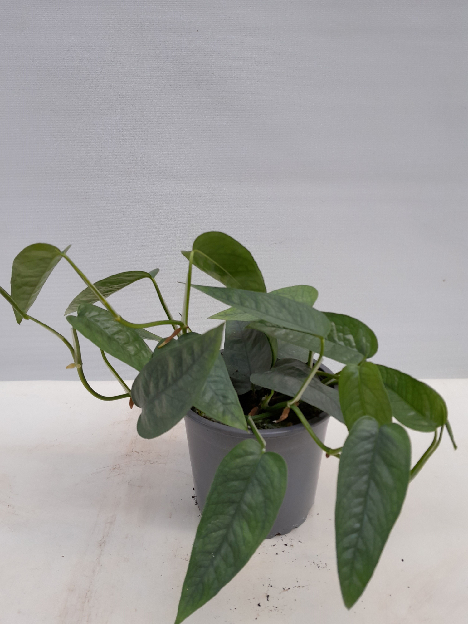 EPIPREMNUM PINNATUM 'CEBU BLUE', D 13