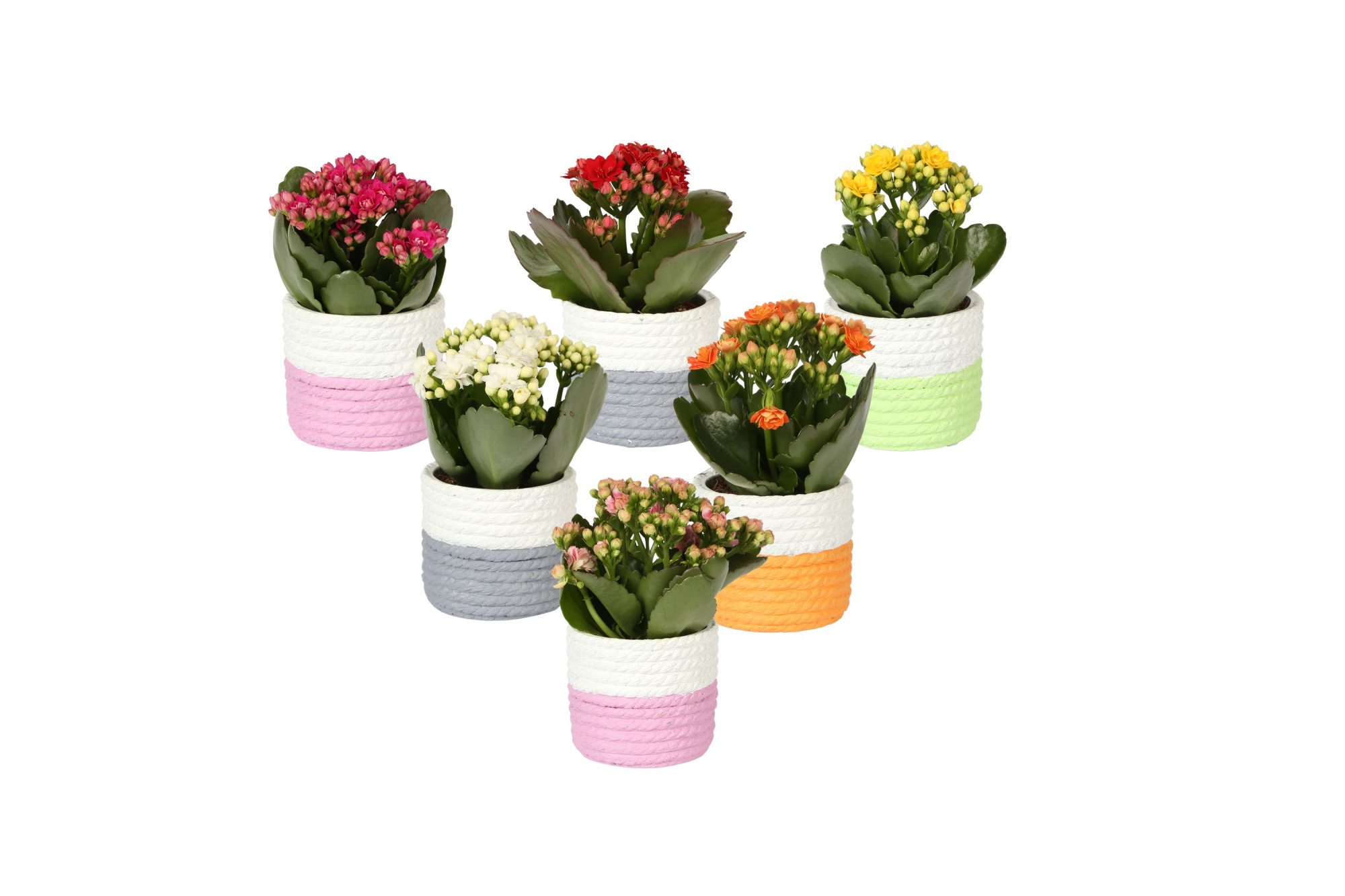 KP-830.1 - Kalanchoe Rosalina 6cm in trendy keramiek mandlook, D 6