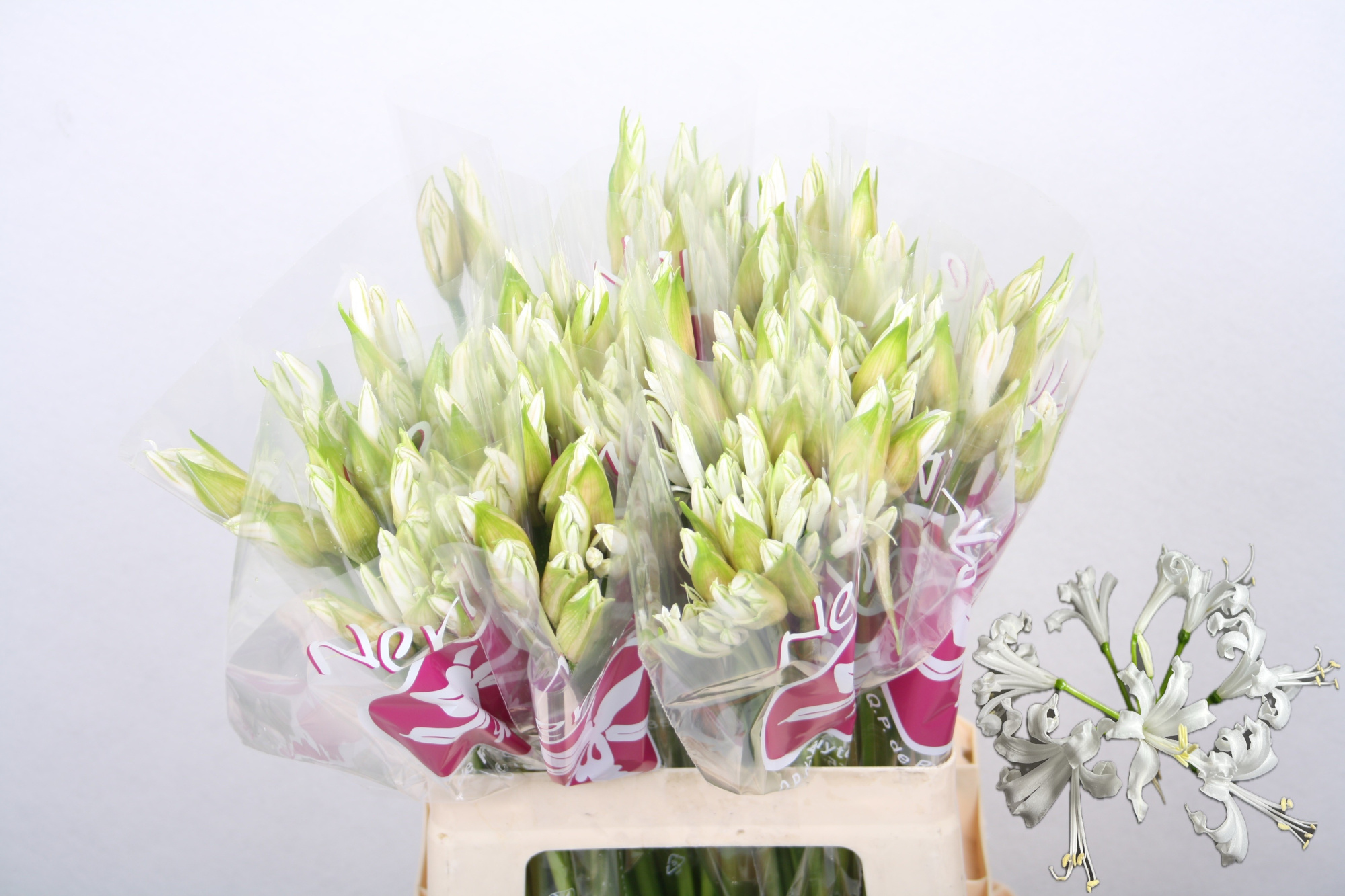 Нерине Бьянка Перла 60, шт.