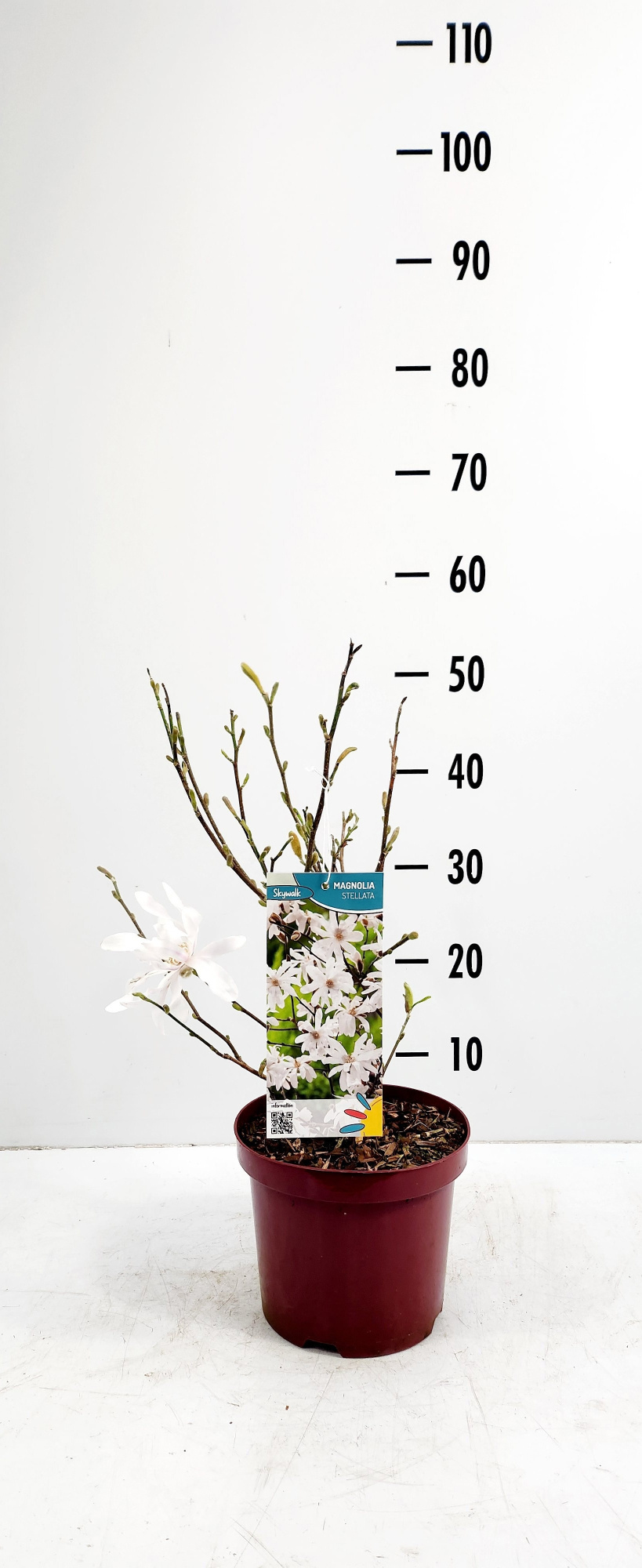 magnolia stellata, D 19 cm
