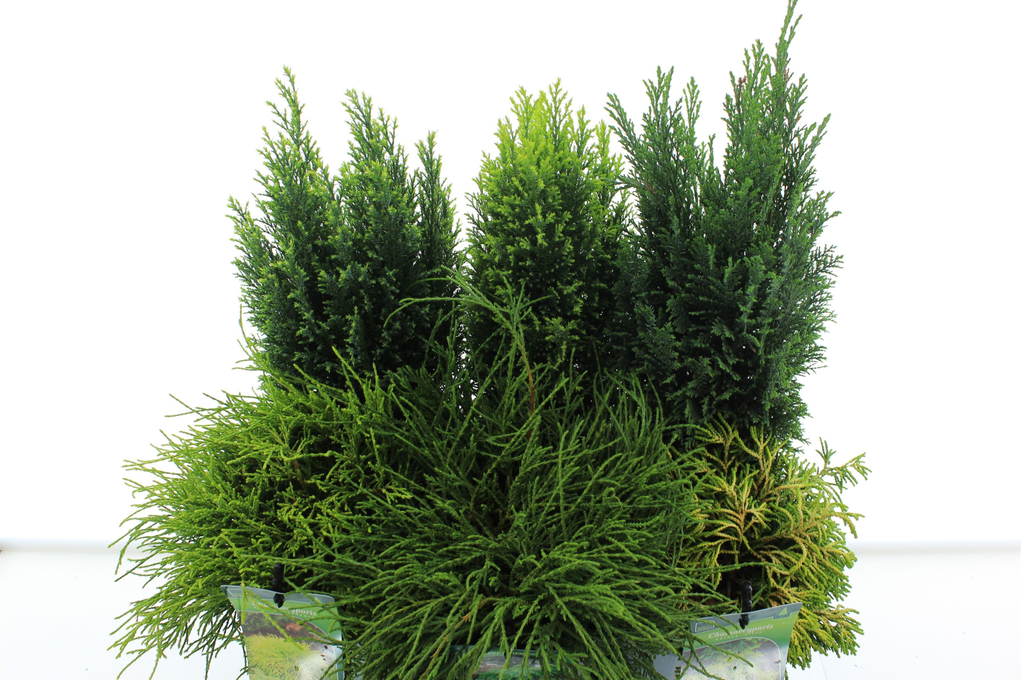 Chamaecyparis mix, D 17