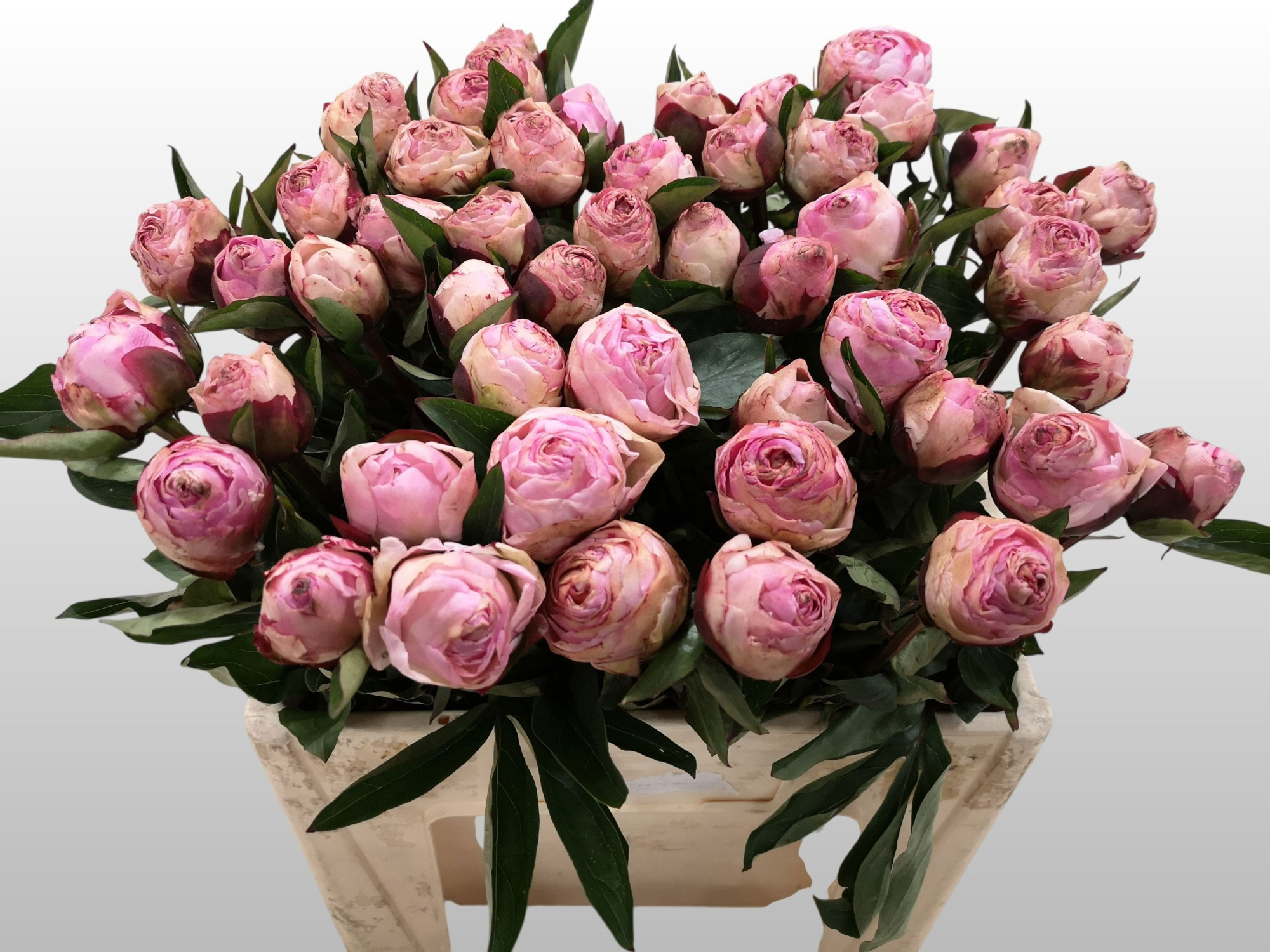 Пион Гардения 55 (светло-роз.), шт.