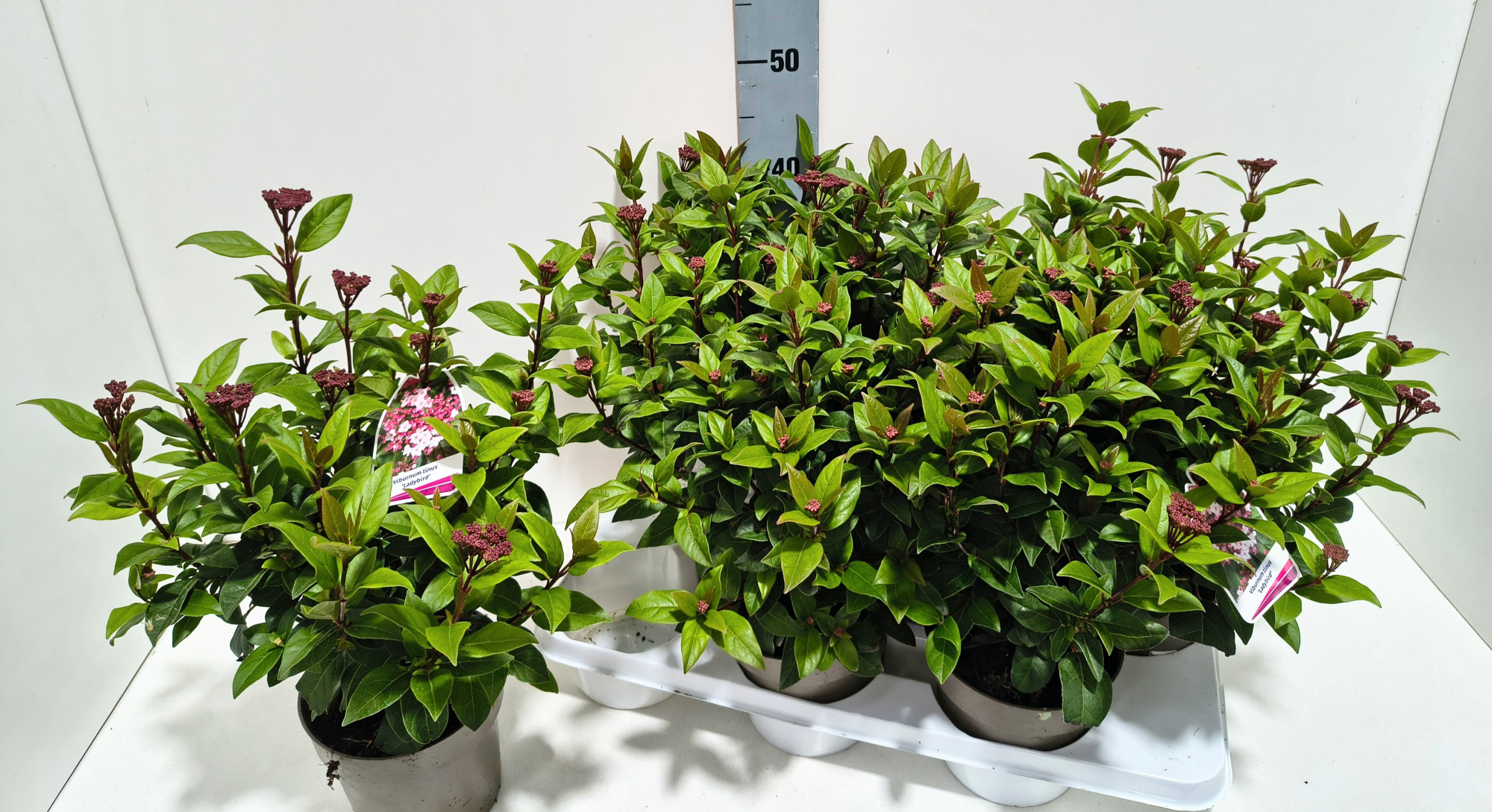 Viburnum Ladybird 15T, D 15 cm