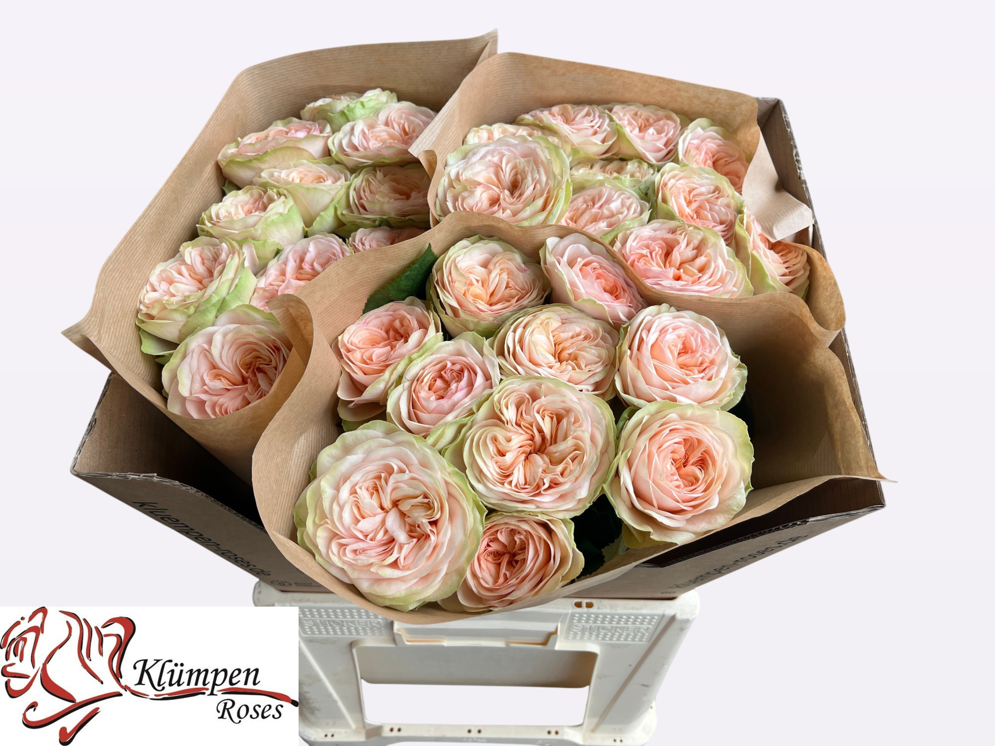 Роза од. Эмбери Парк! 60, шт.