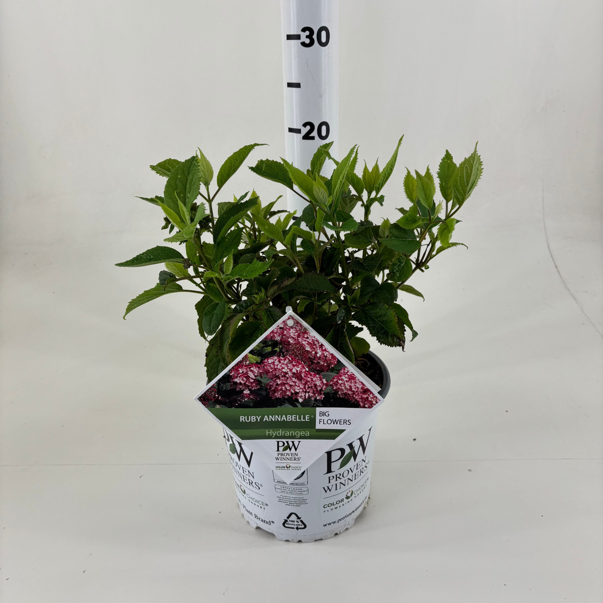 Hydrangea arborescens 'NCHA3' Ruby Annabelle, D 19 cm
