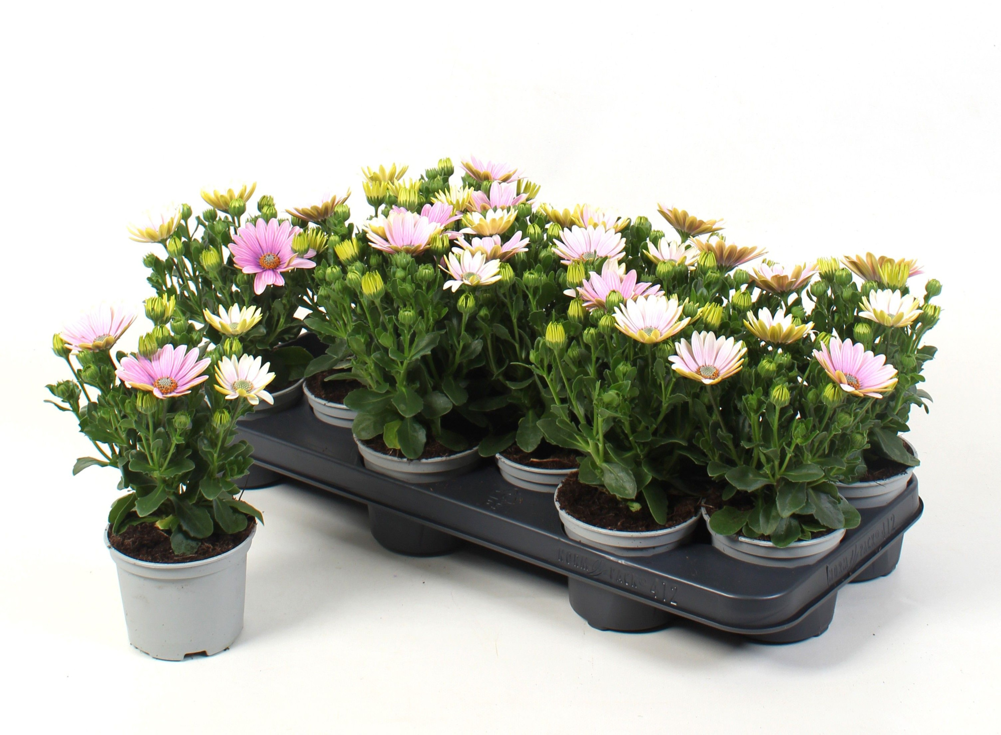 Osteospermum Rosita, D 10,5
