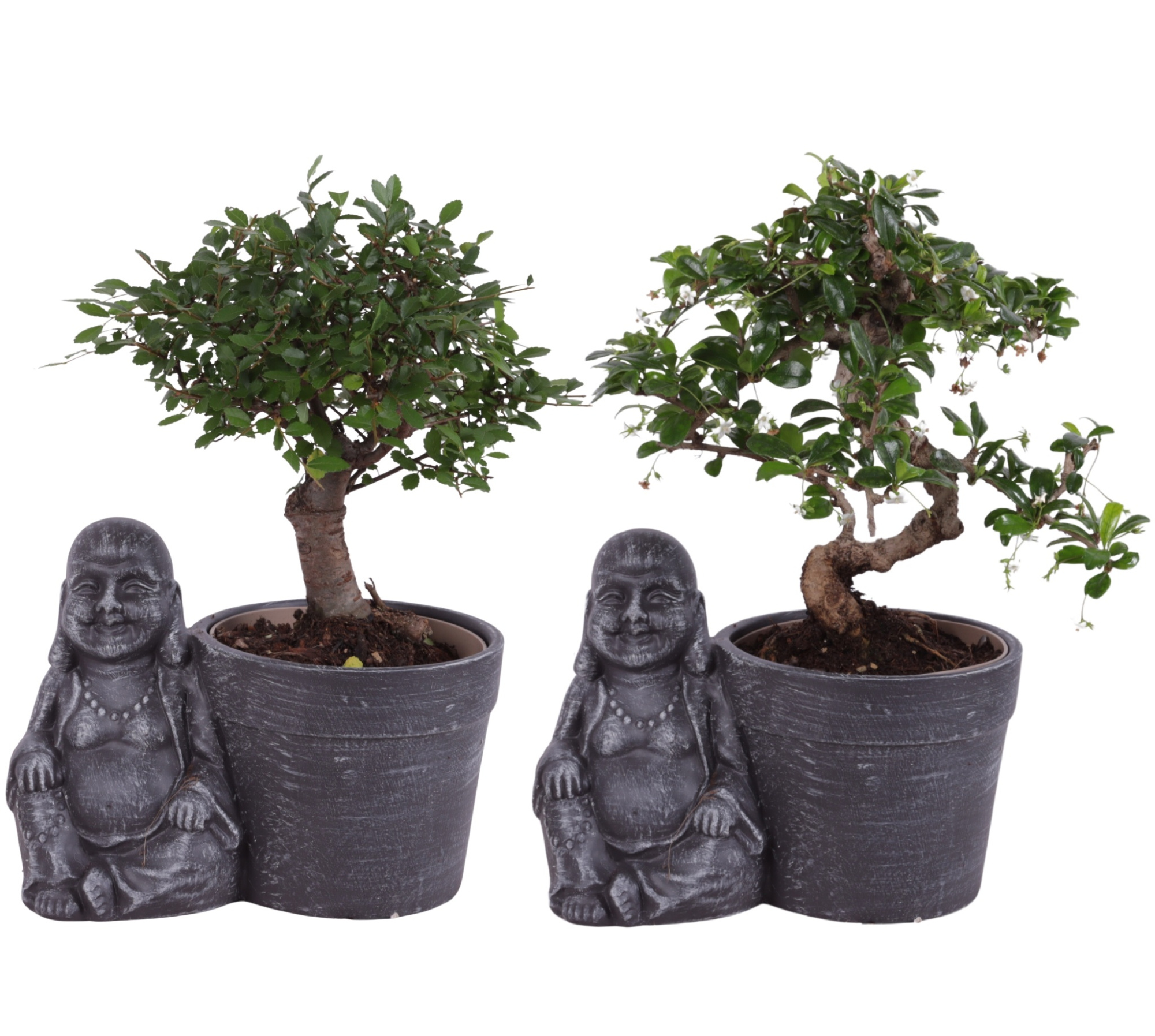 Bonsai Indoor Mix Ø12cm Mix B/S Shape in Ceramic Buddha Ø21cm, D 21