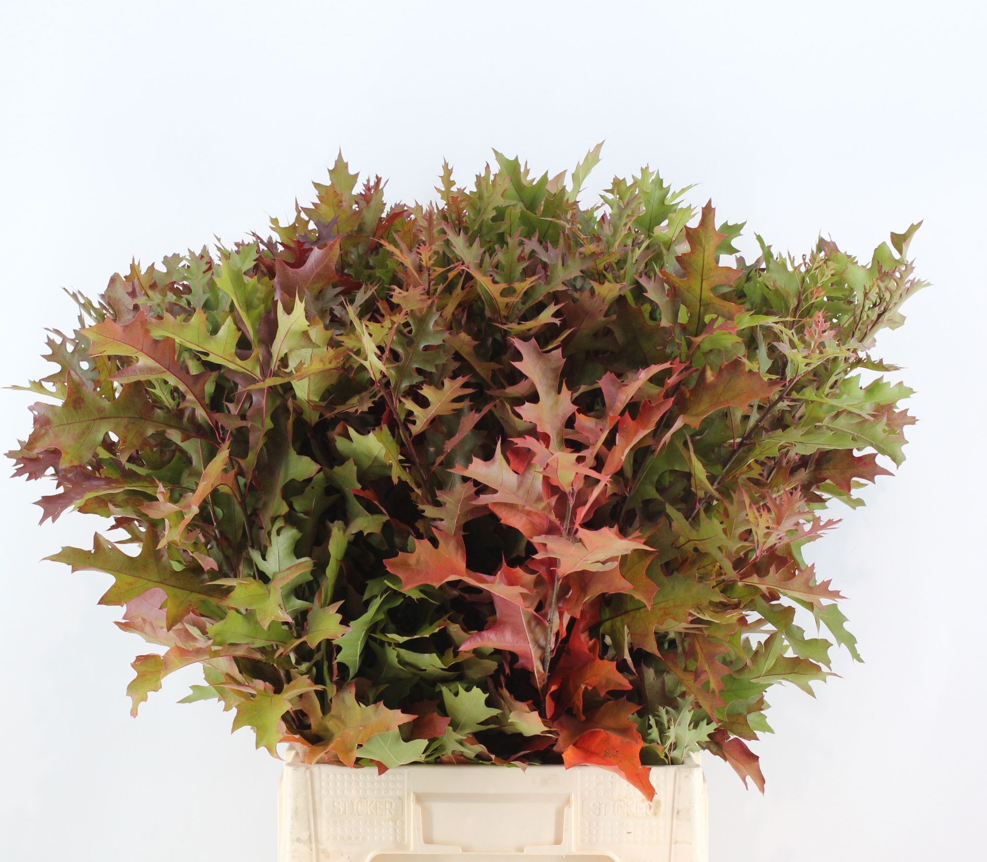 Кверкус Палюстрис 80, шт.