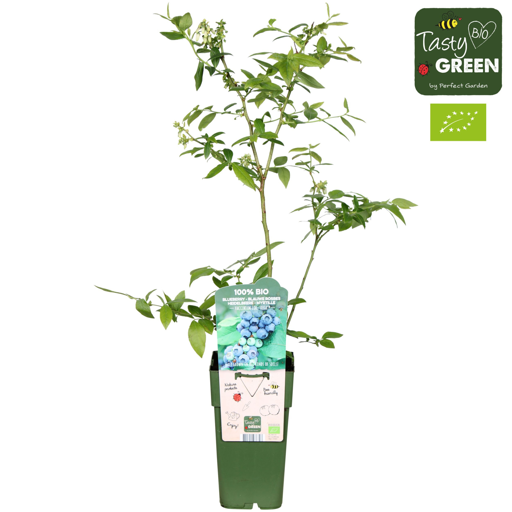 Vaccinium corymbosum 'Reka' Bio P15, D 15 cm