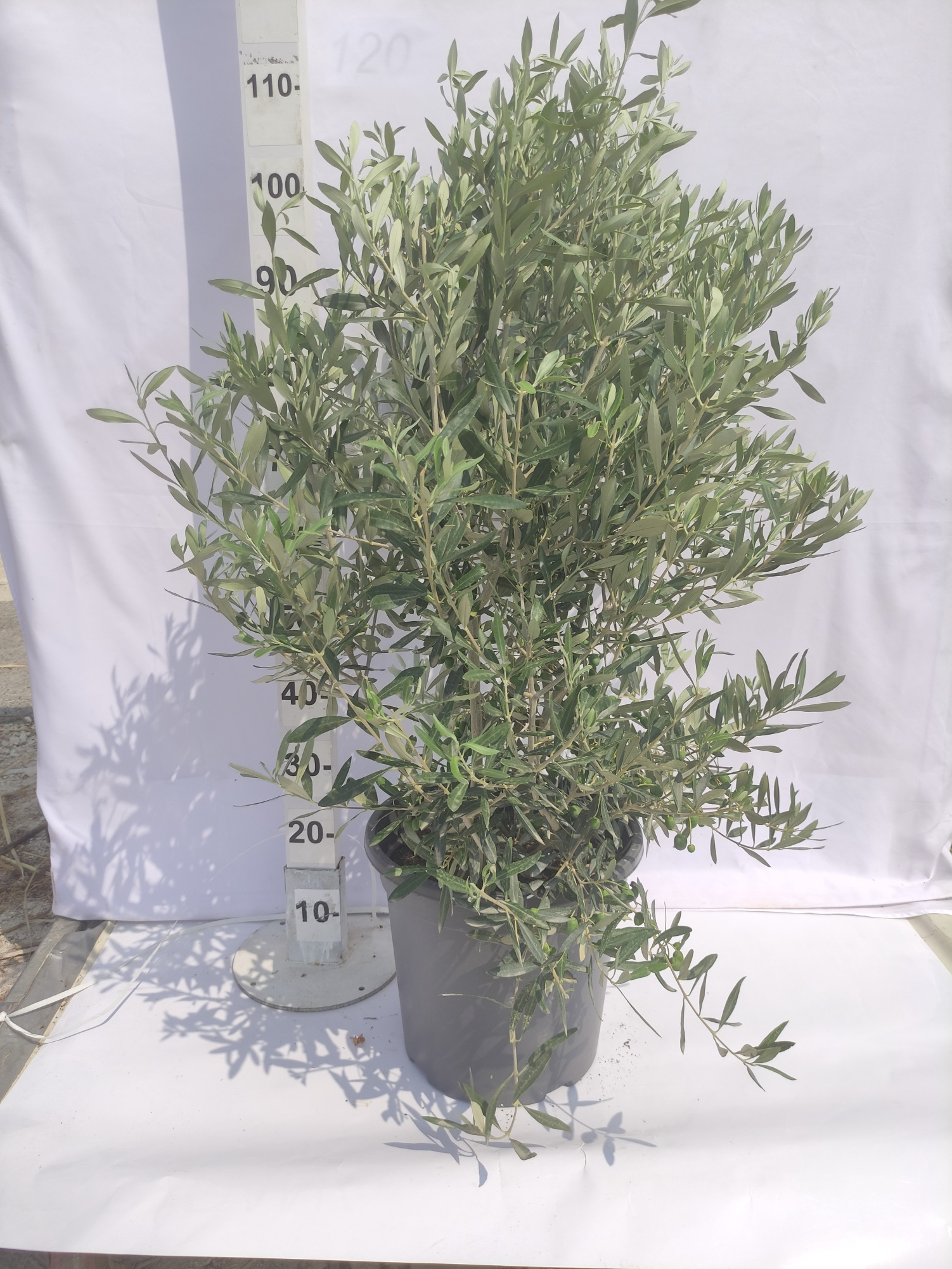 Olea Europaea, D 30 cm