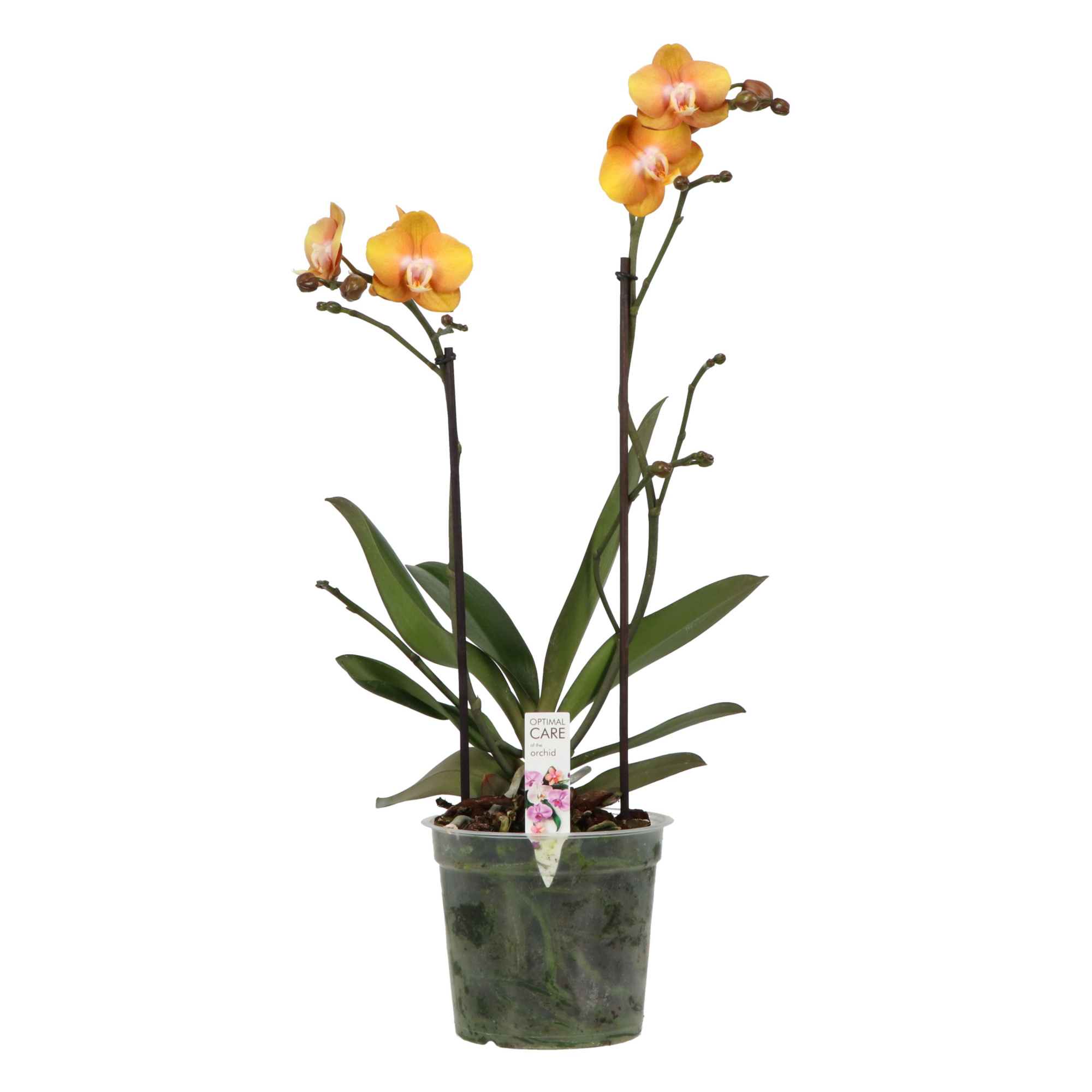 Colours P15 A2 Las Vegas, D 15 cm