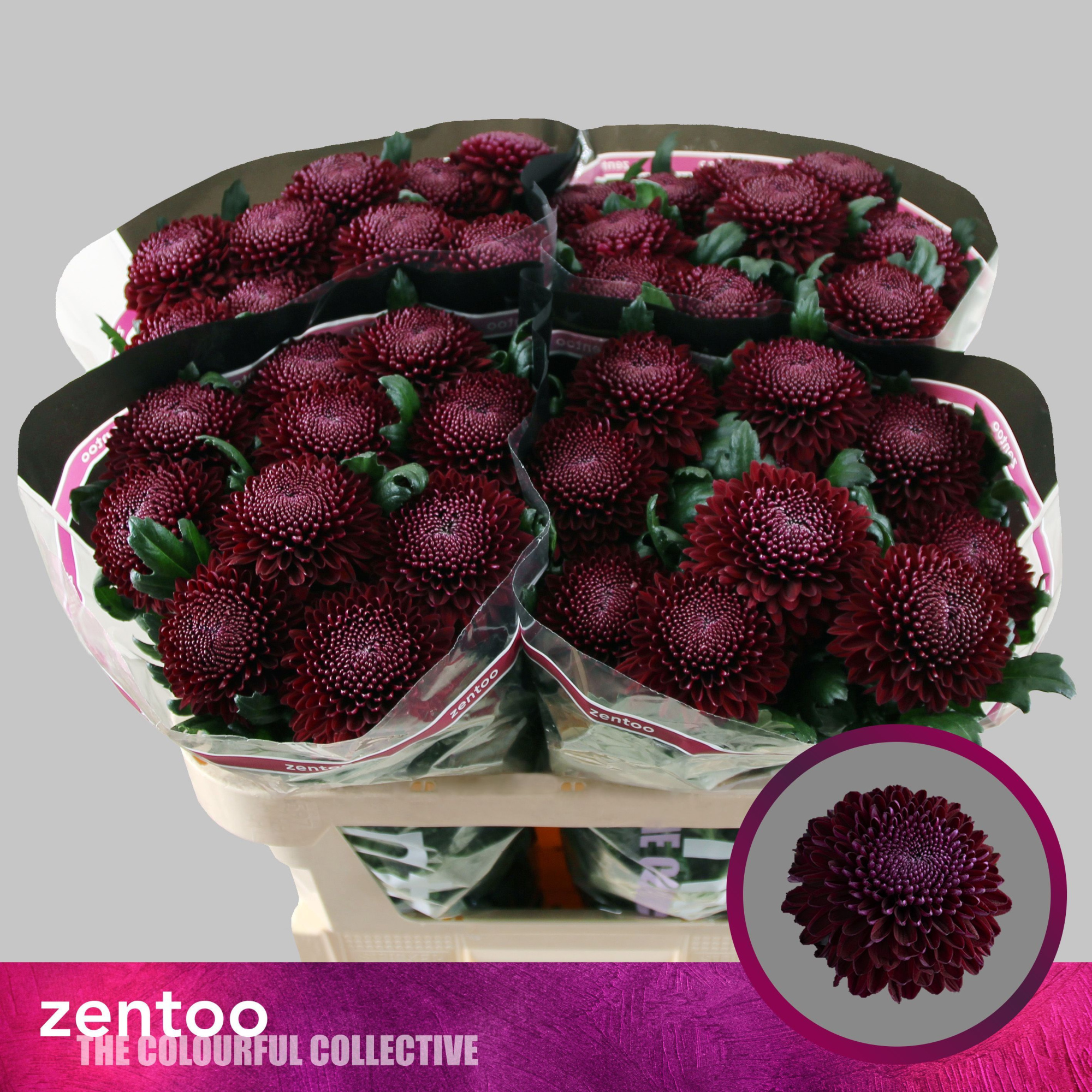 Хризантема од. Покер 70, шт.