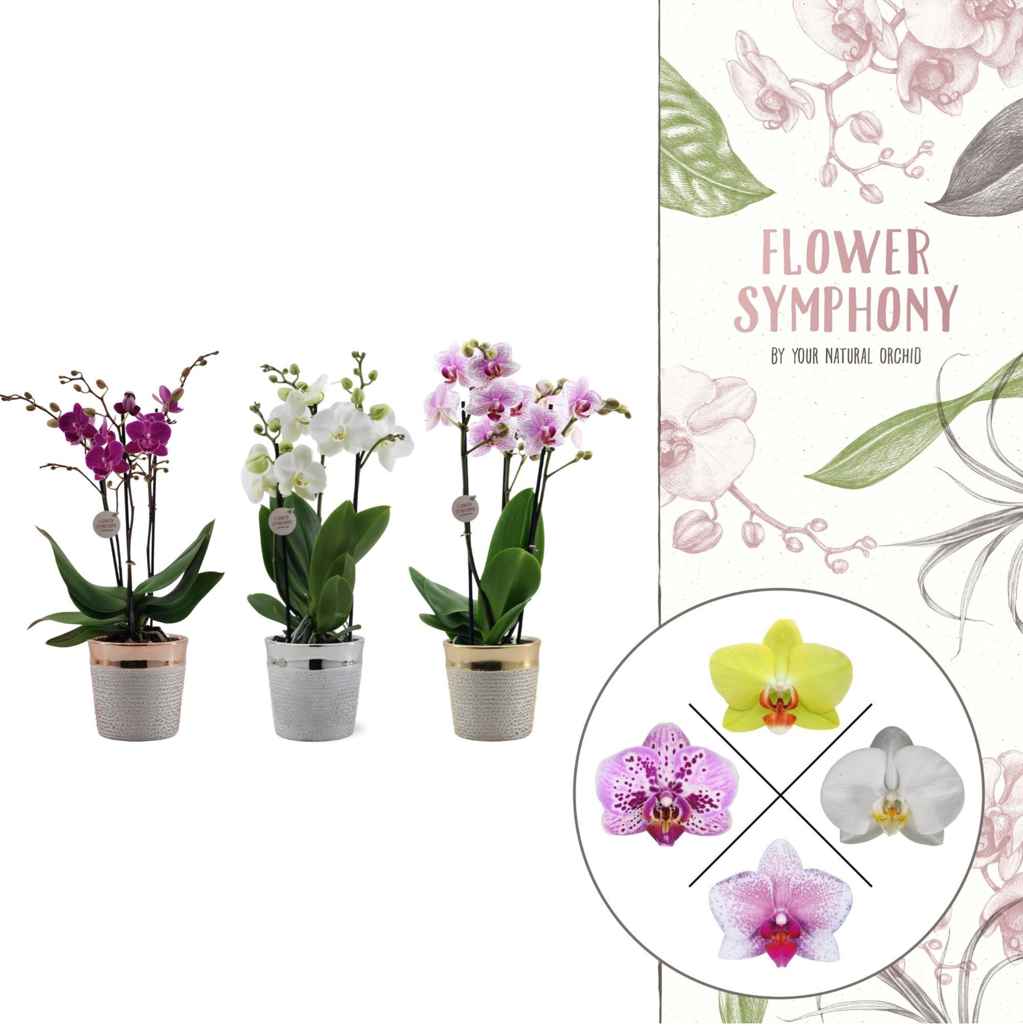 Flower Symphony | gemengd in Isabel keramiek | Phal. 3 tak, D 12 cm