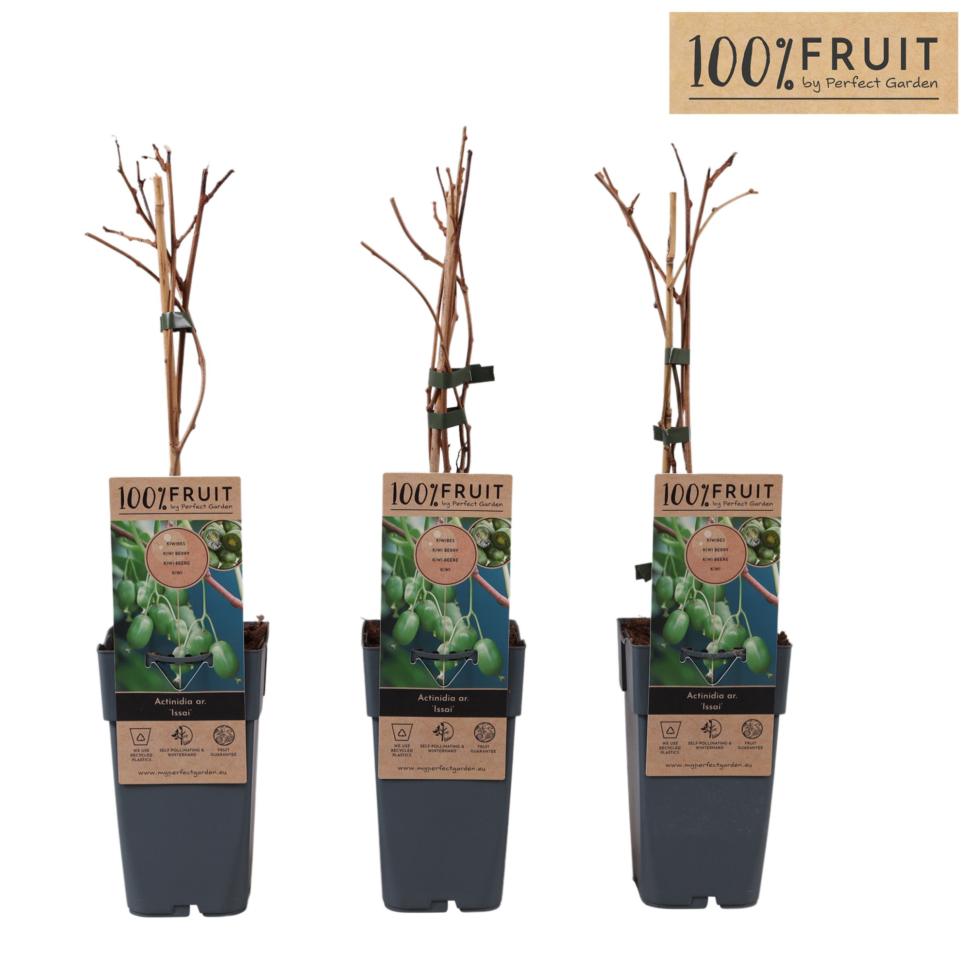 Actinidia arguta Kiwiberry (Issai) P15, D 15