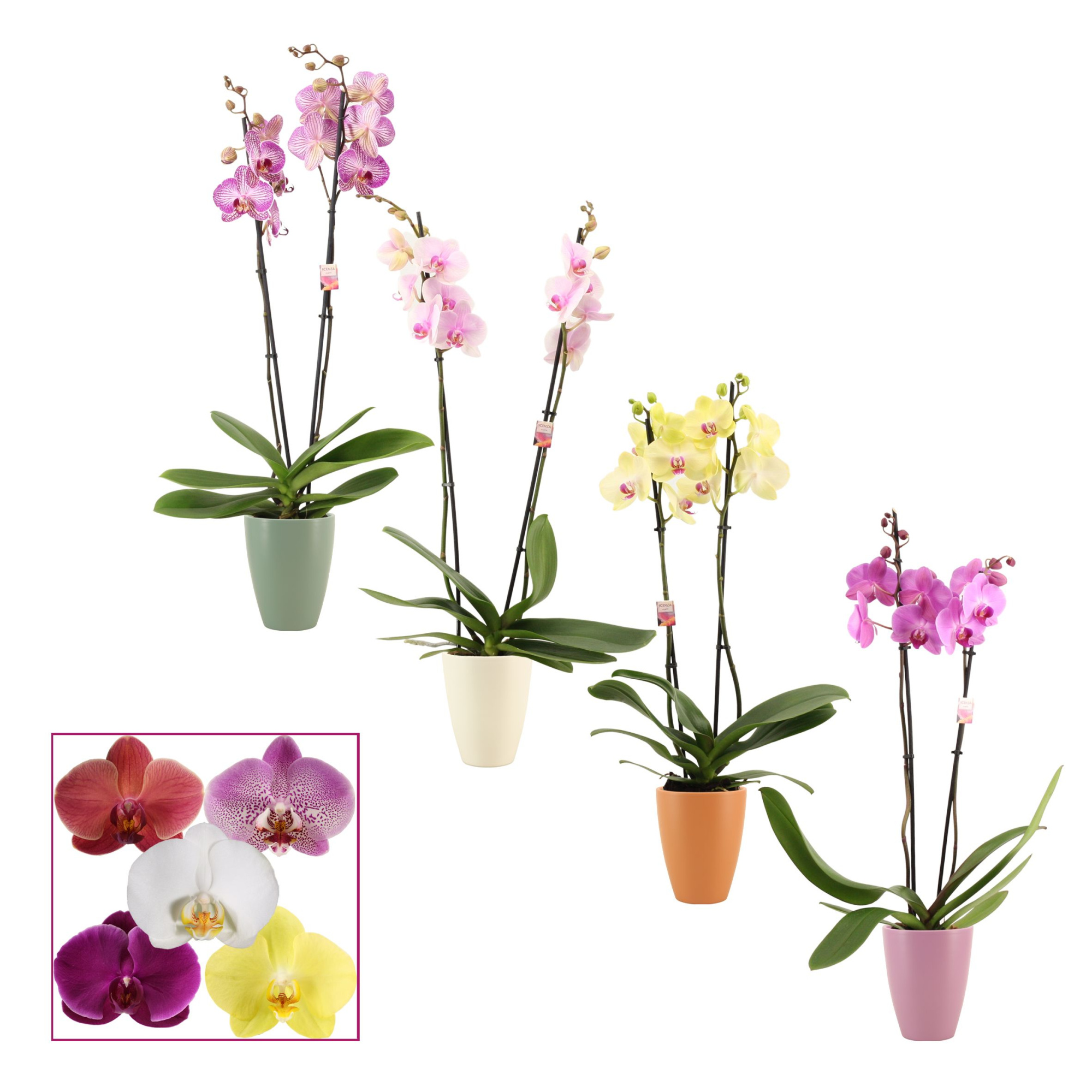 Phalaenopsis 2 tak 14+ mix in Carly (Craft world-collection), D 12 cm