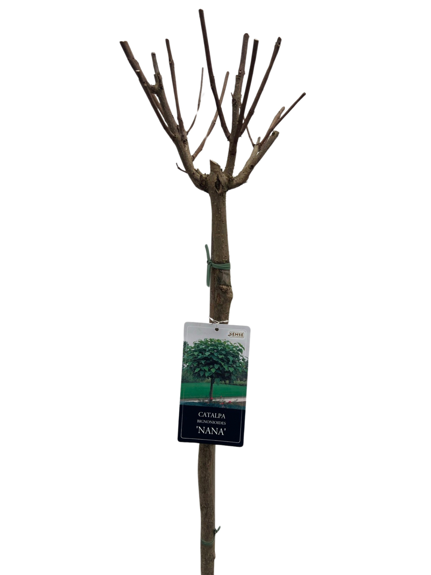 Catalpa big. 'Nana' stam 100, D 27