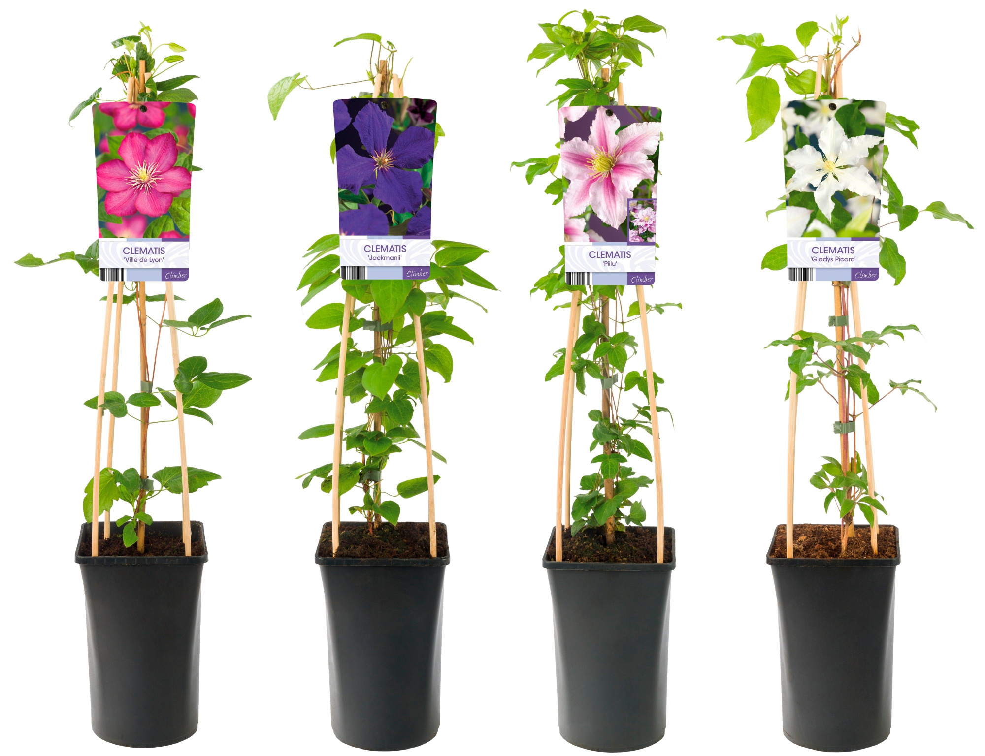 Mixshelf Clematis +light label, D 17 cm