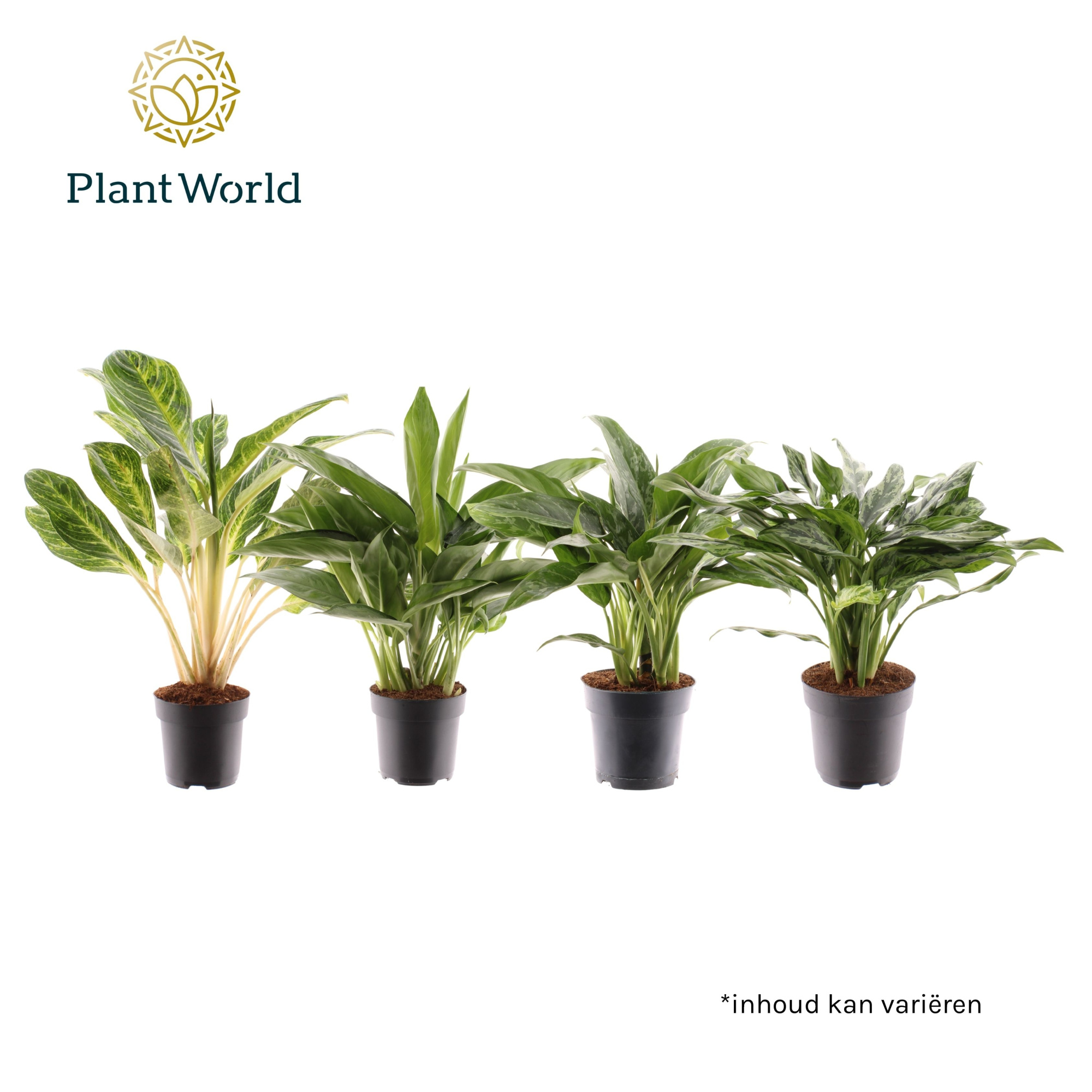 Aglaonema Royal mix, D 17 cm