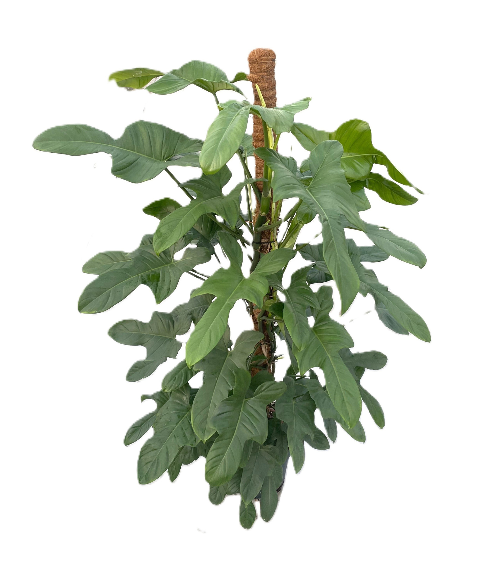 Philodendron bipennifolium 'Silver Violin' p30 160hoog, D 30 cm